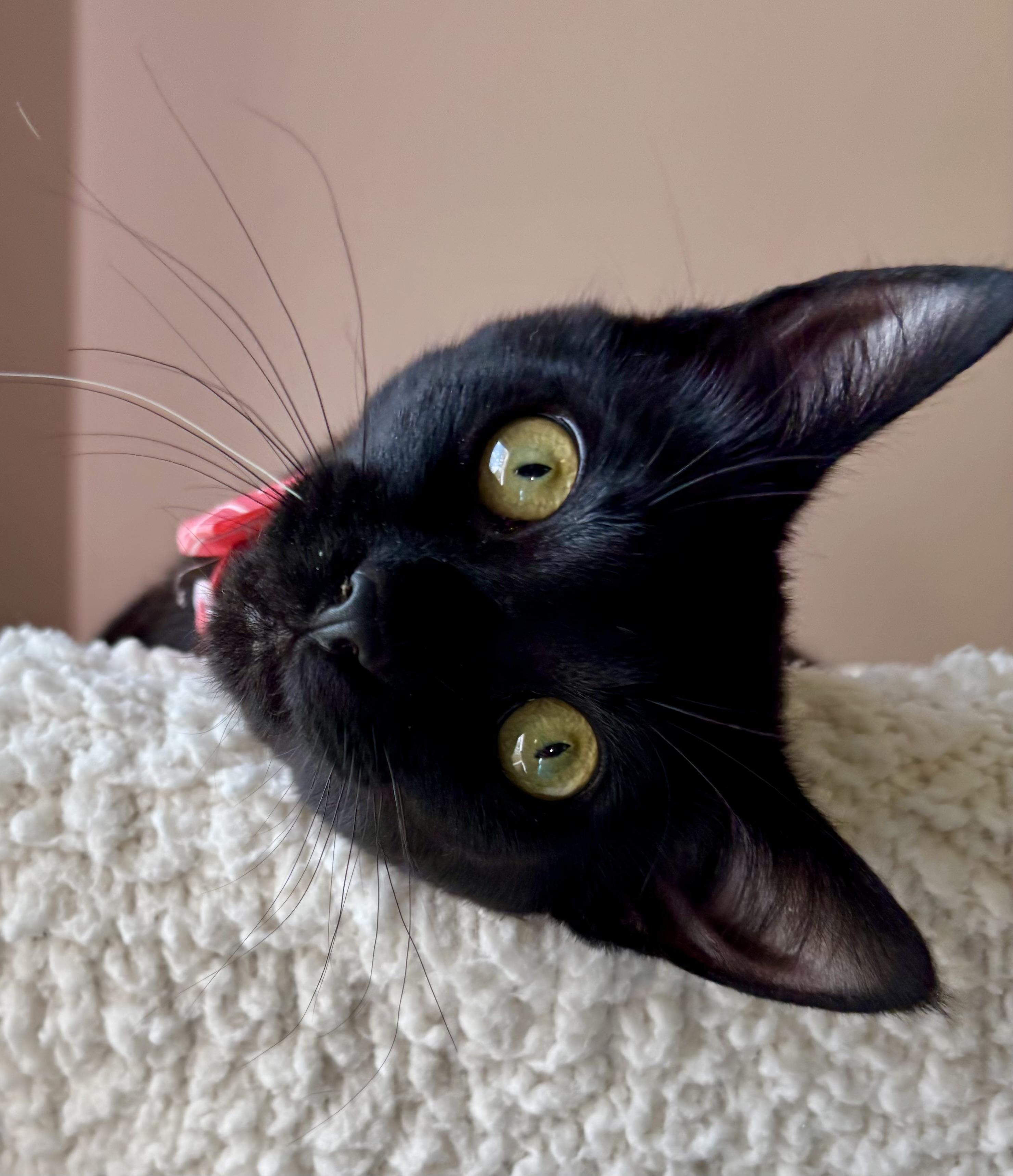 Jelly Bean (bobtail), a Adoptable Domestic Short Hair in Orient, OH image 1/5