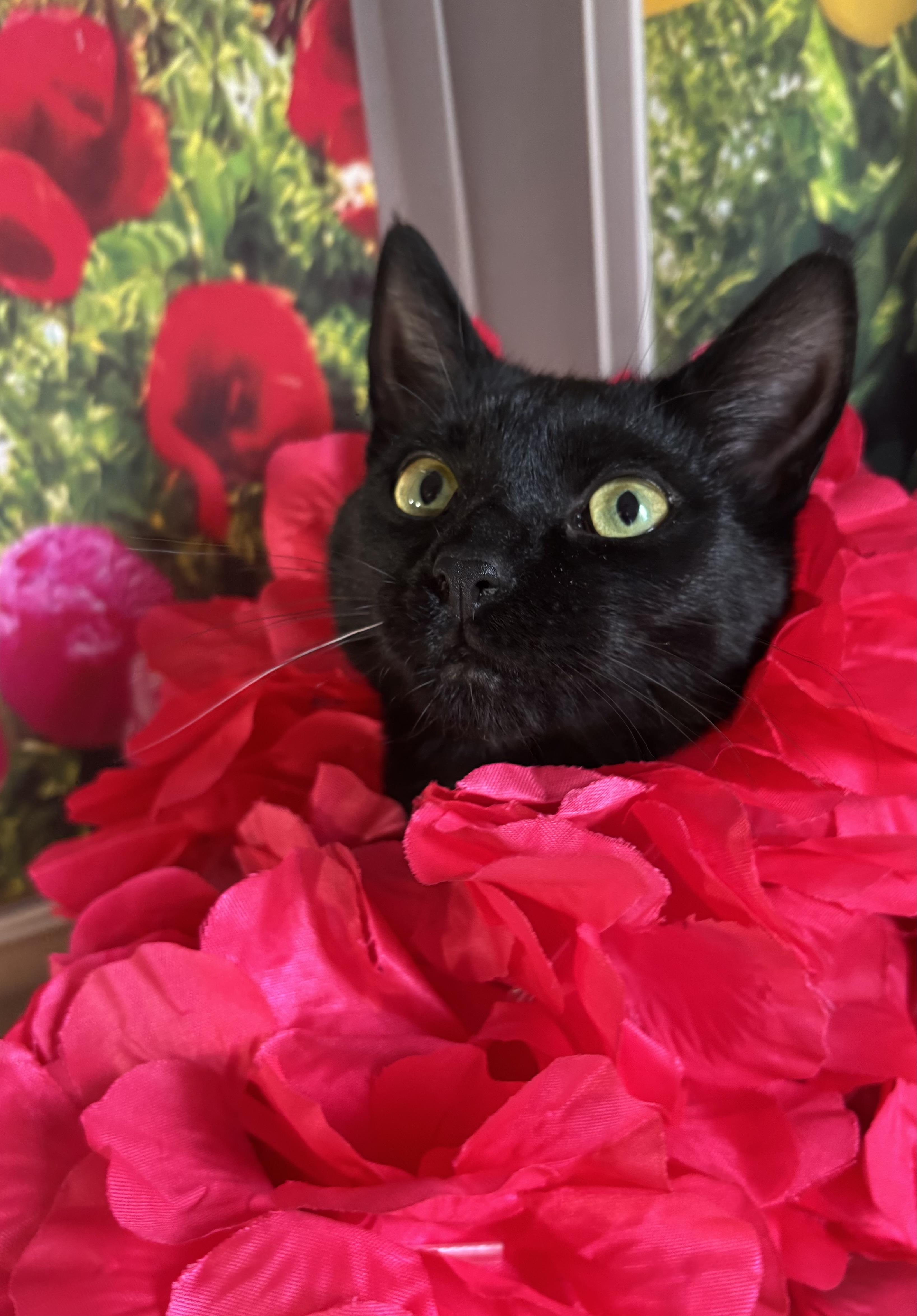 Jelly Bean (bobtail), a Adoptable Domestic Short Hair in Orient, OH image 5/6