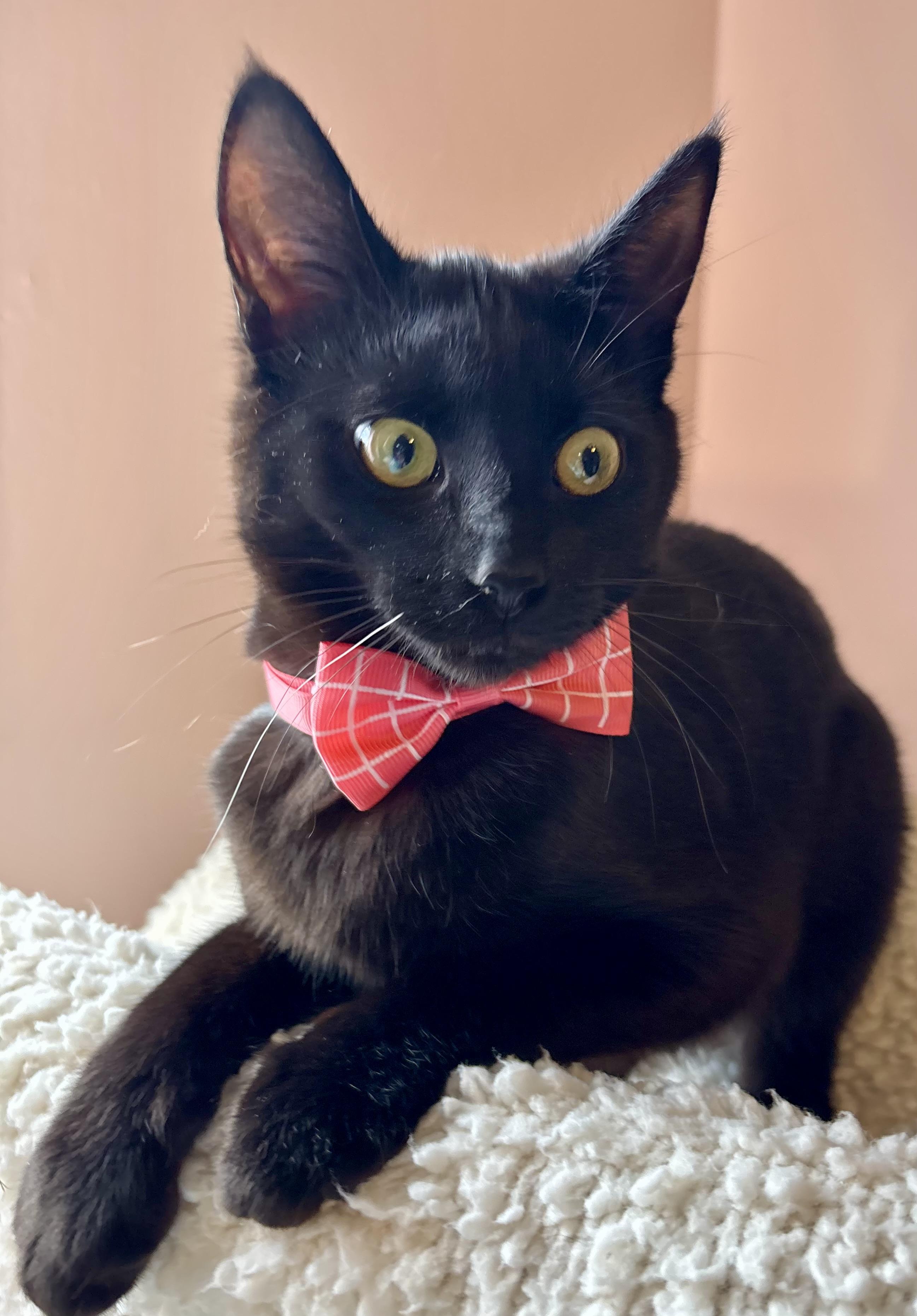 Jelly Bean (bobtail), a Adoptable Domestic Short Hair in Orient, OH image 3/5
