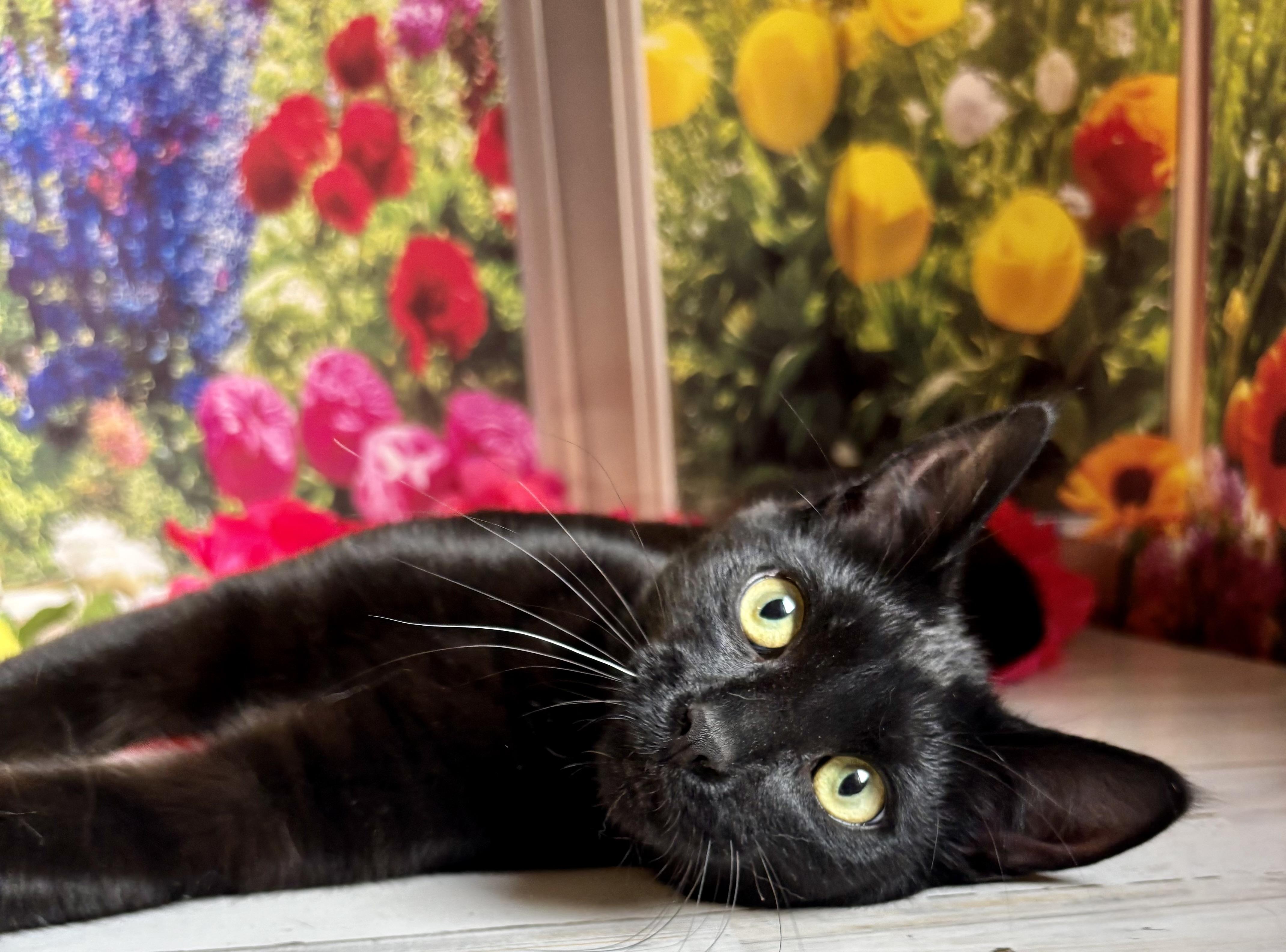 Jelly Bean (bobtail), a Adoptable Domestic Short Hair in Orient, OH image 2/6