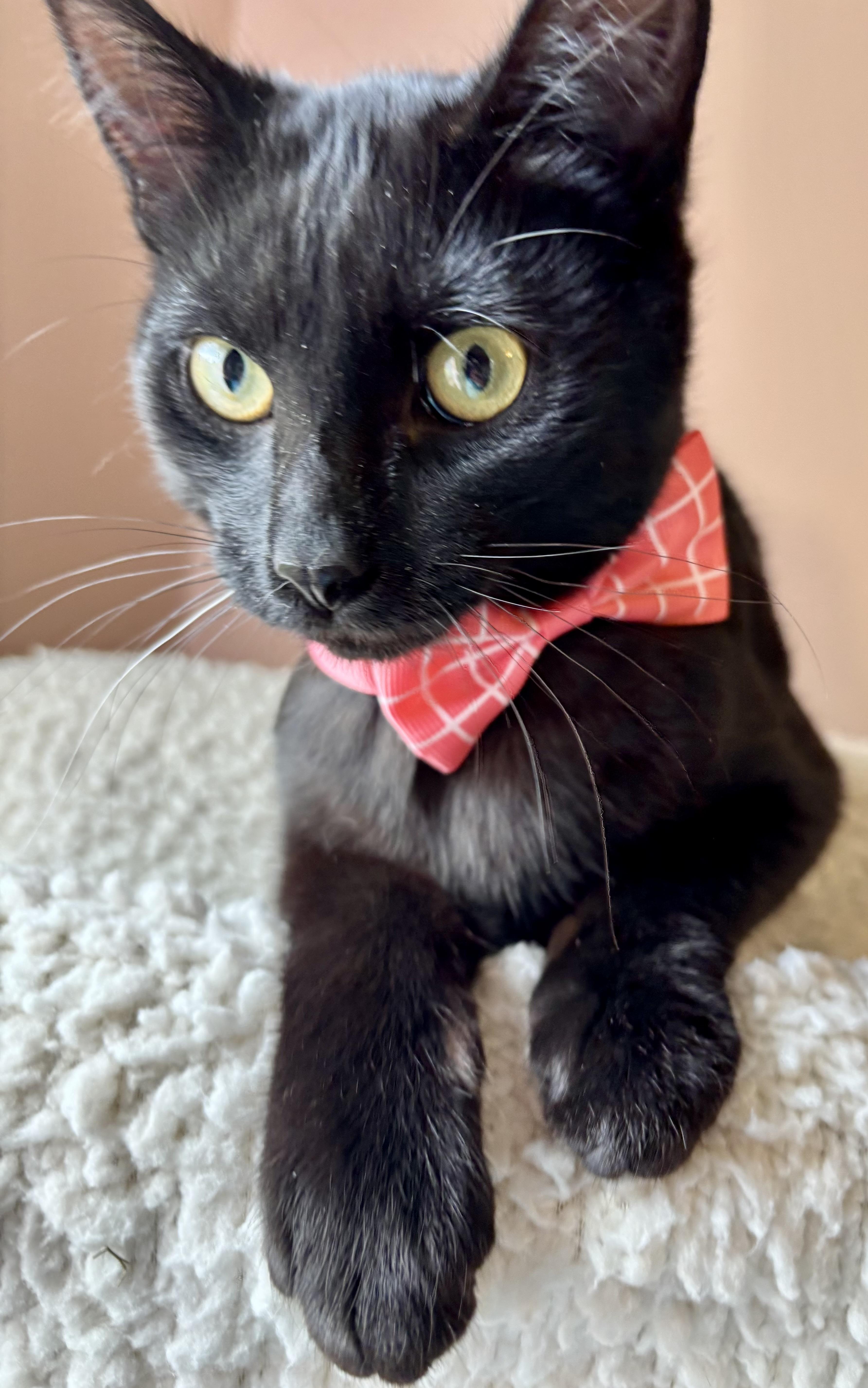 Jelly Bean (bobtail), a Adoptable Domestic Short Hair in Orient, OH image 5/5