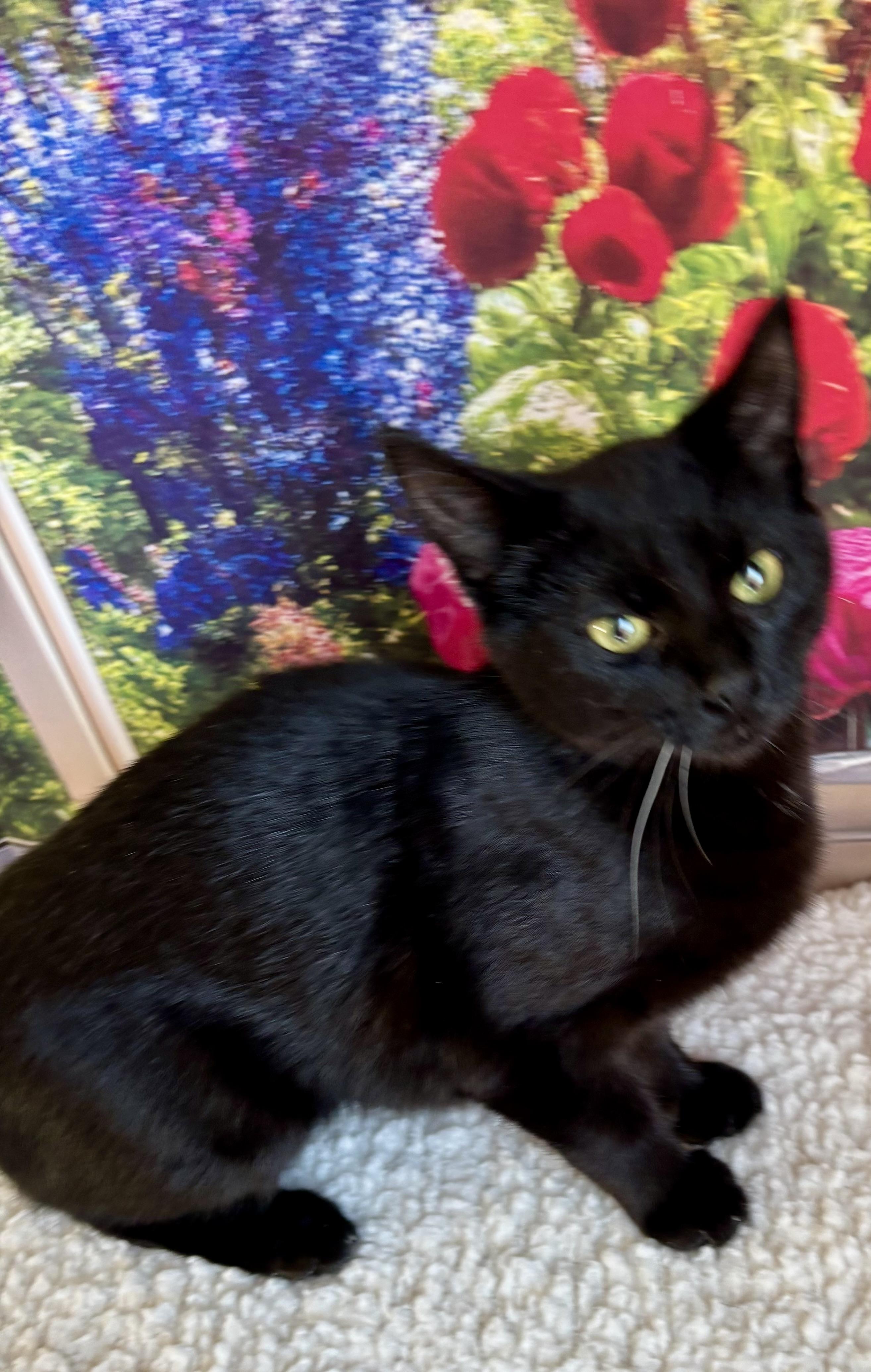 Enlarge Jelly Bean, a Adoptable Domestic Short Hair in Orient, OH image 4/4