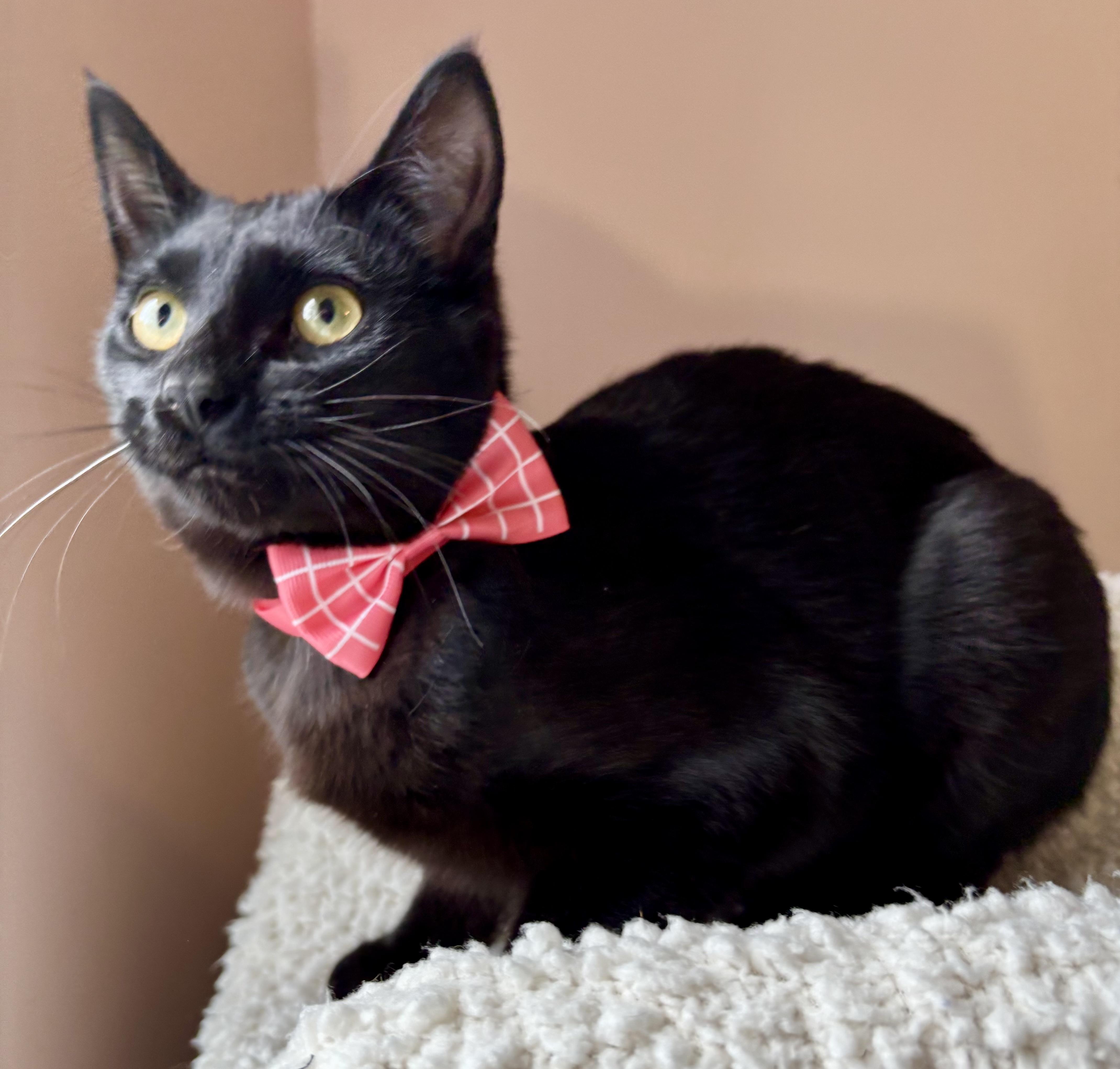 Jelly Bean (bobtail), a Adoptable Domestic Short Hair in Orient, OH image 2/5