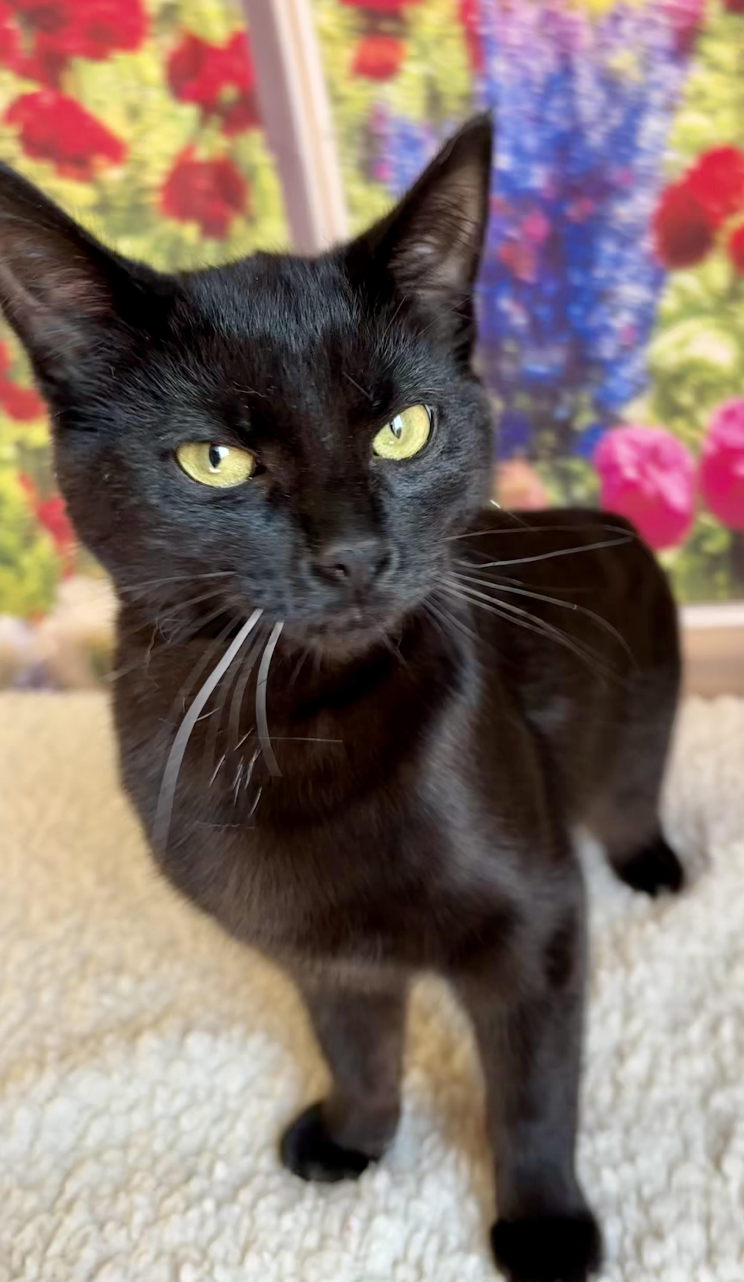 Enlarge Jelly Bean, a Adoptable Domestic Short Hair in Orient, OH image 2/4