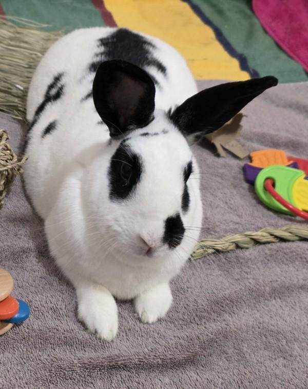 Denver, Adoptable, Adult Male Bunny Rabbit.