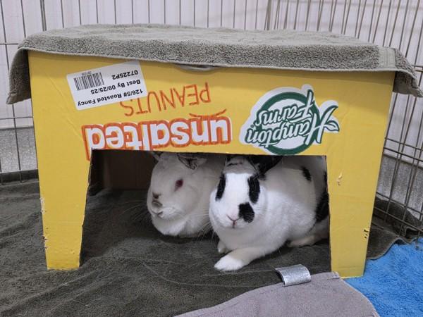 Enlarge Denver, a Adoptable mixed breed in Santa Rosa, CA image 3/6