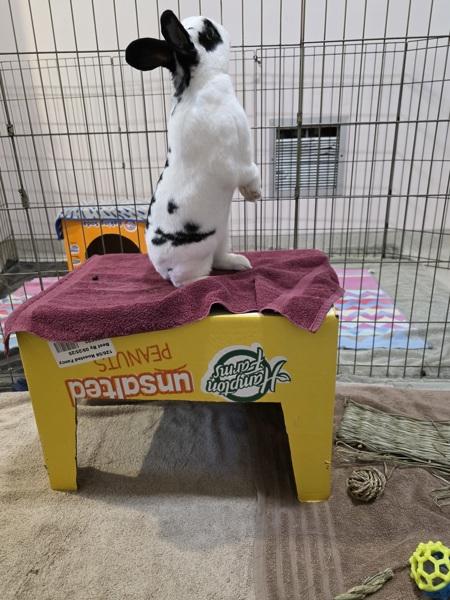 Enlarge Denver, a Adoptable mixed breed in Santa Rosa, CA image 4/6