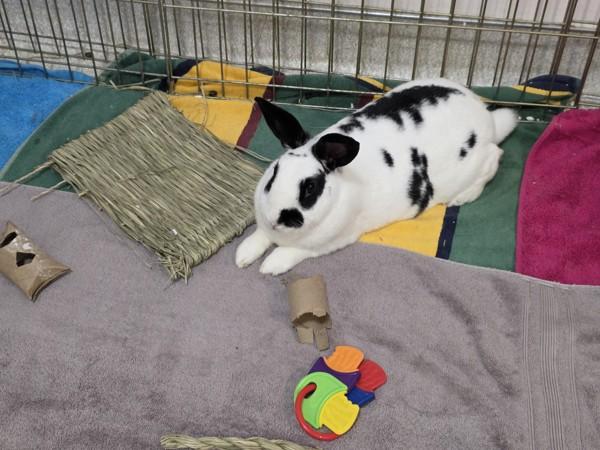 Enlarge Denver, a Adoptable mixed breed in Santa Rosa, CA image 5/6