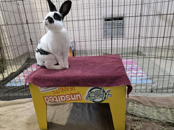 Enlarge Denver, a Adoptable mixed breed in Santa Rosa, CA image 6/6