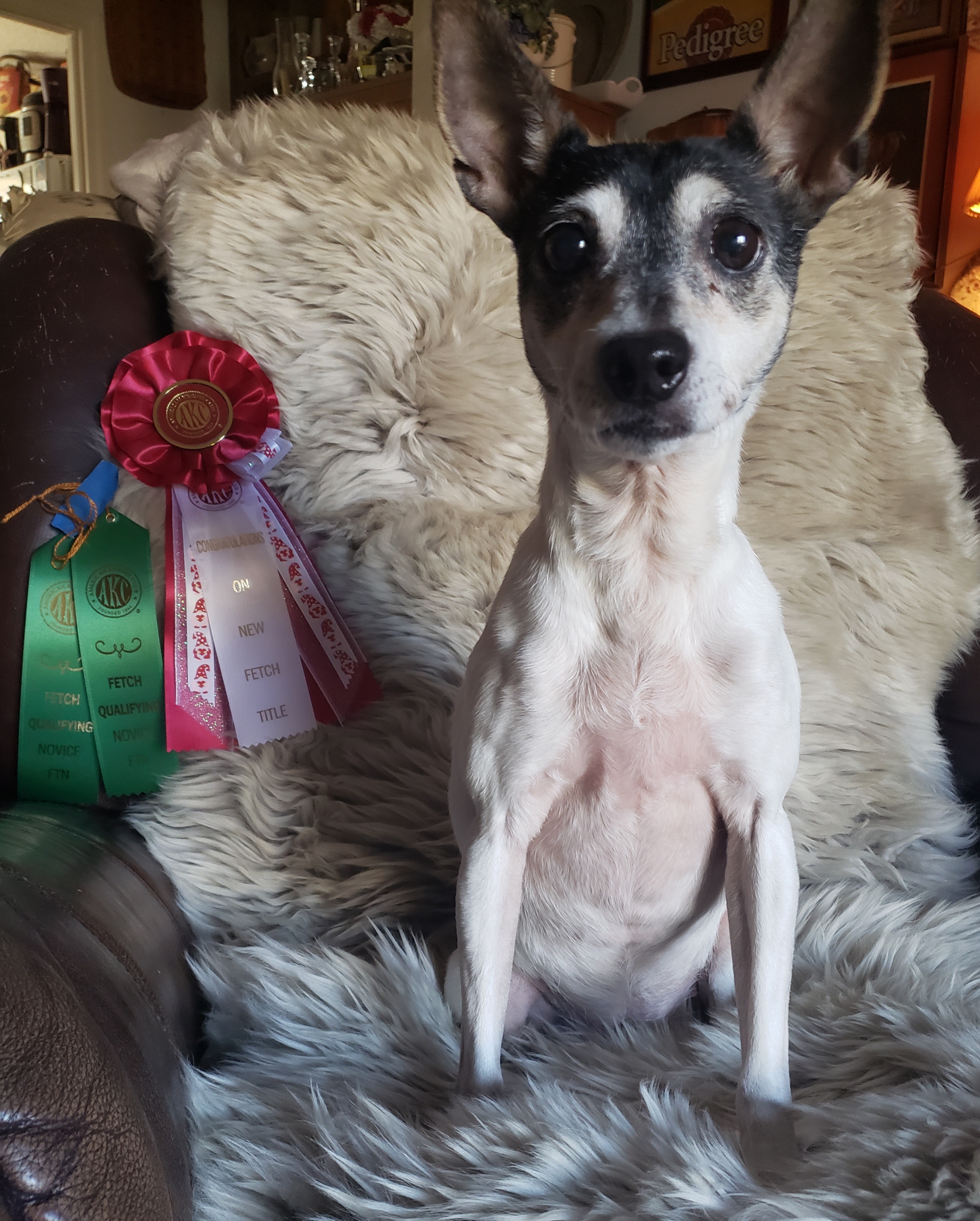 Enlarge Jasmine in Alabama, a Adopted Toy Fox Terrier in Tulare, CA image 1/6