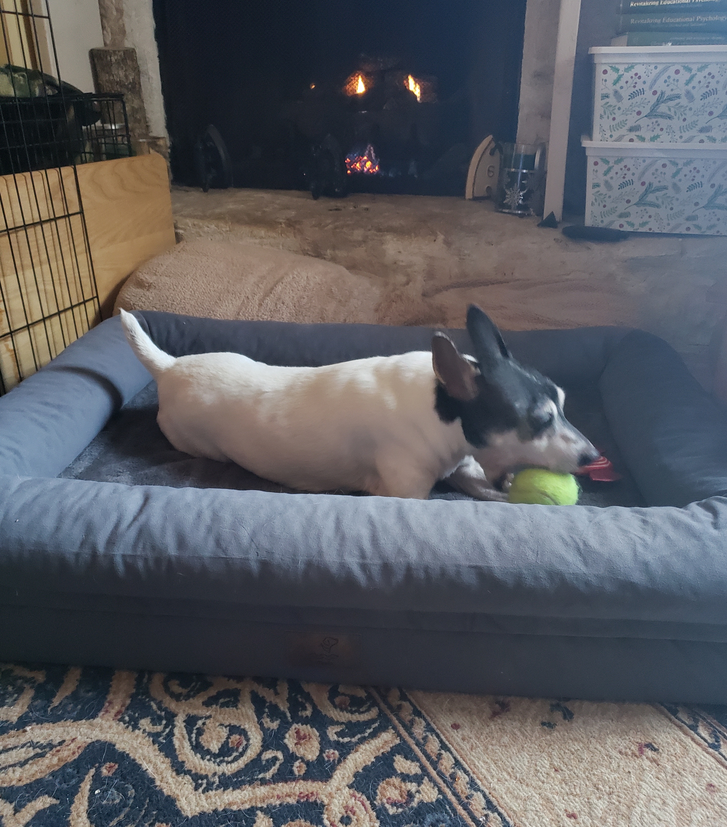 Enlarge Jasmine in Alabama, a Adopted Toy Fox Terrier in Tulare, CA image 2/6