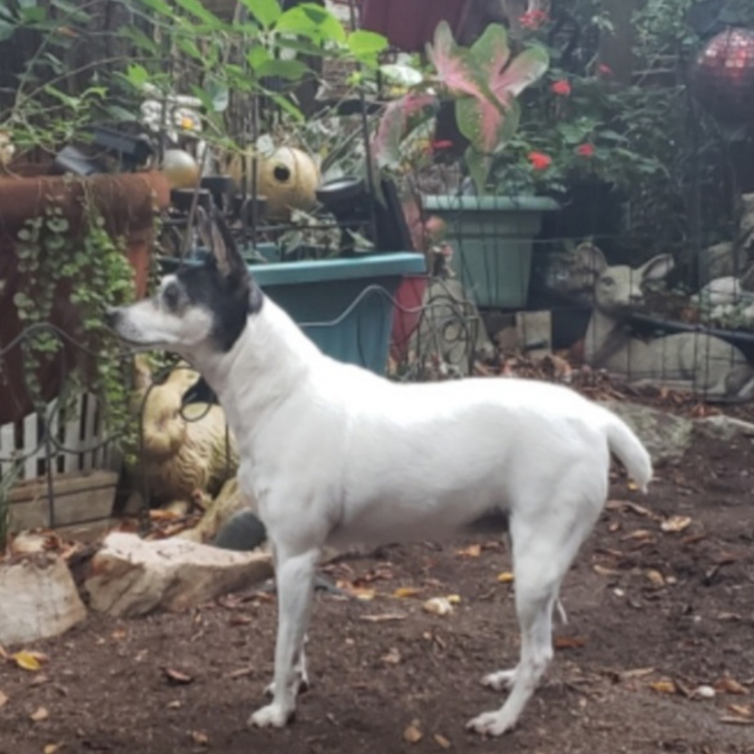 Enlarge Jasmine in Alabama, a Adopted Toy Fox Terrier in Tulare, CA image 3/6