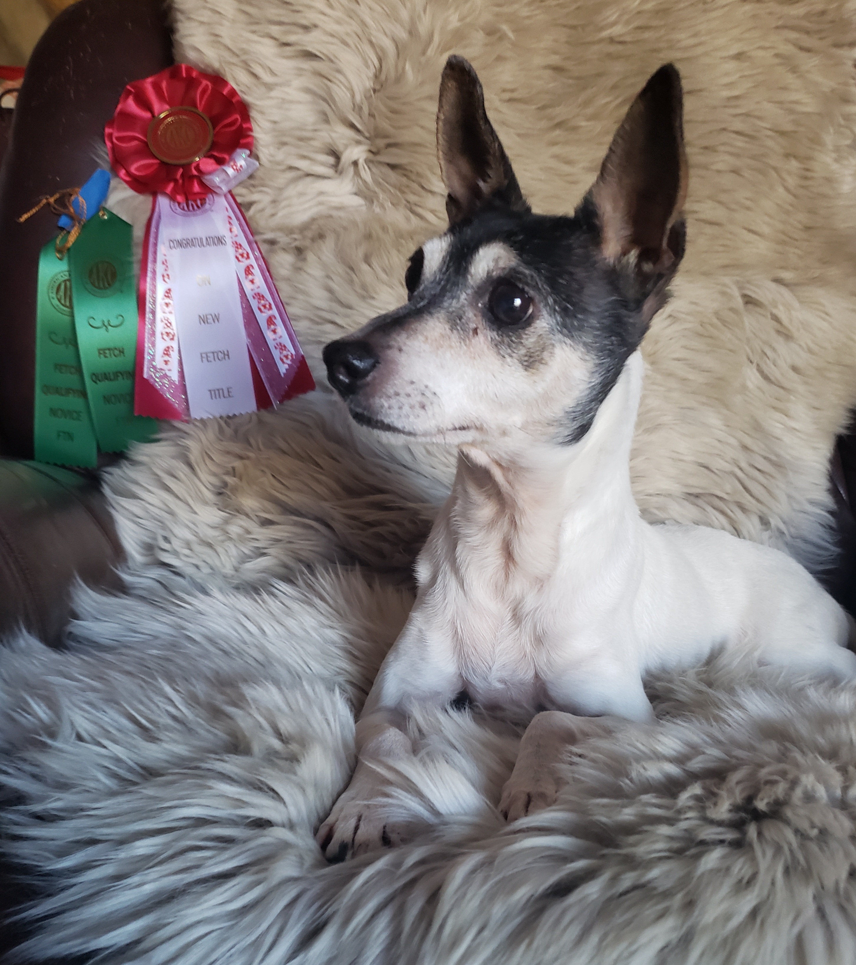 Enlarge Jasmine in Alabama, a Adopted Toy Fox Terrier in Tulare, CA image 4/6