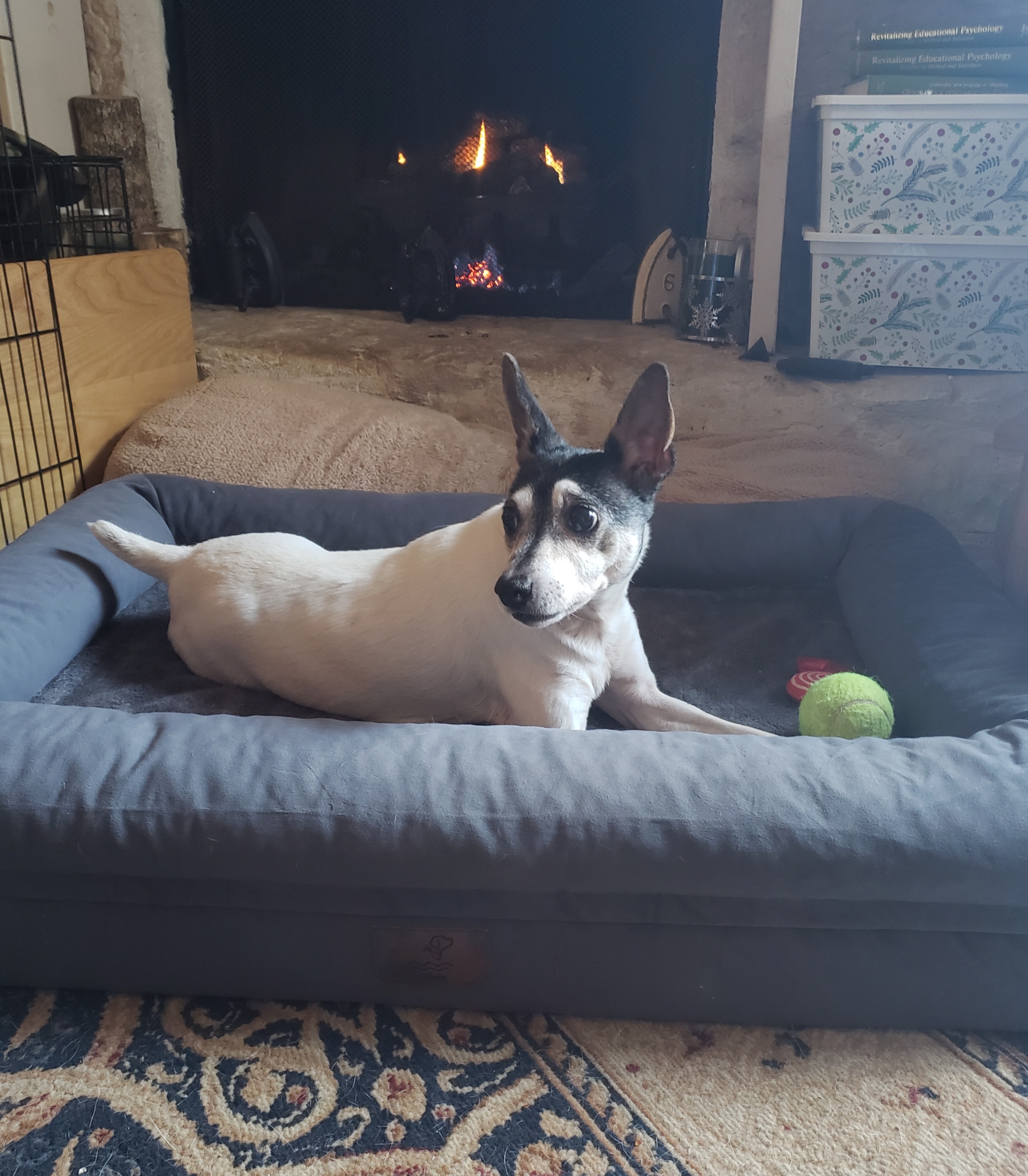 Enlarge Jasmine in Alabama, a Adopted Toy Fox Terrier in Tulare, CA image 6/6