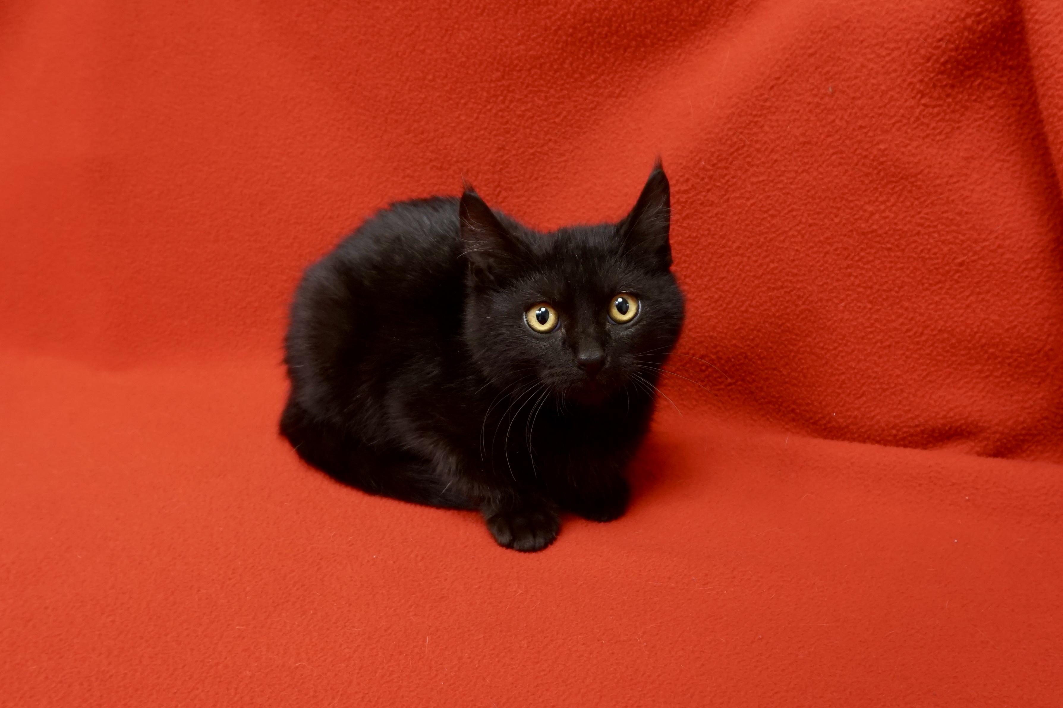 Enlarge Mavis Staples, an adopted Domestic Short Hair in Fountain Hills, AZ image 4/6