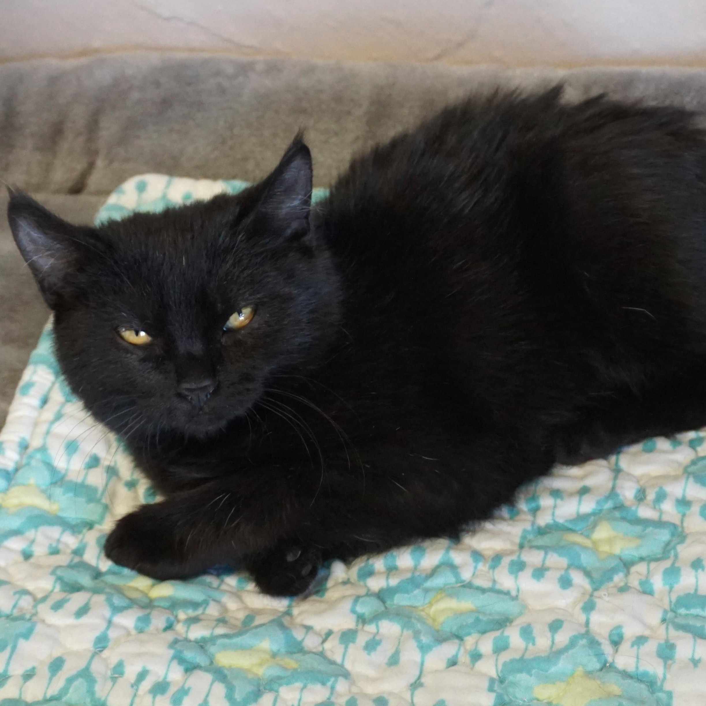 Mavis Staples, adopted, Kitten Female Domestic Short Hair.