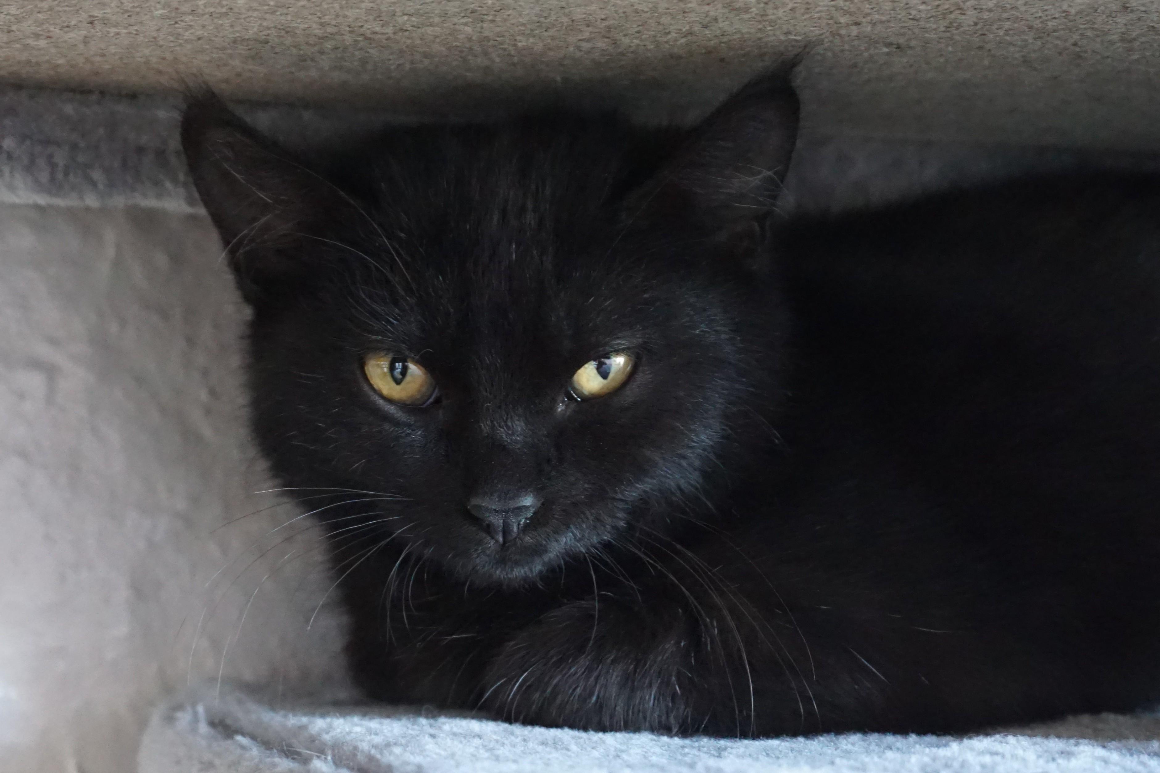 Enlarge Mavis Staples, an adopted Domestic Short Hair in Fountain Hills, AZ image 3/6