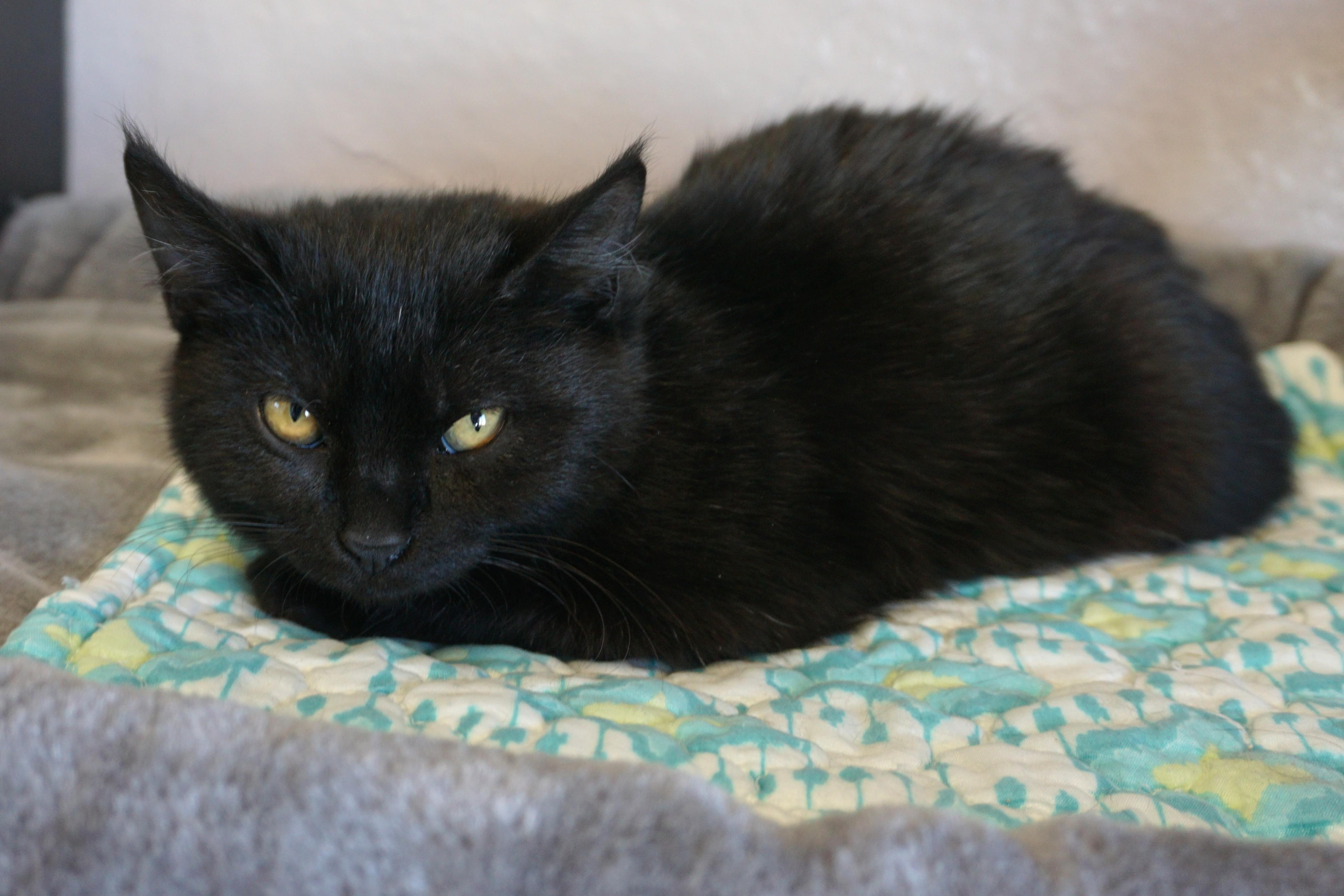 Enlarge Mavis Staples, an adopted Domestic Short Hair in Fountain Hills, AZ image 2/6