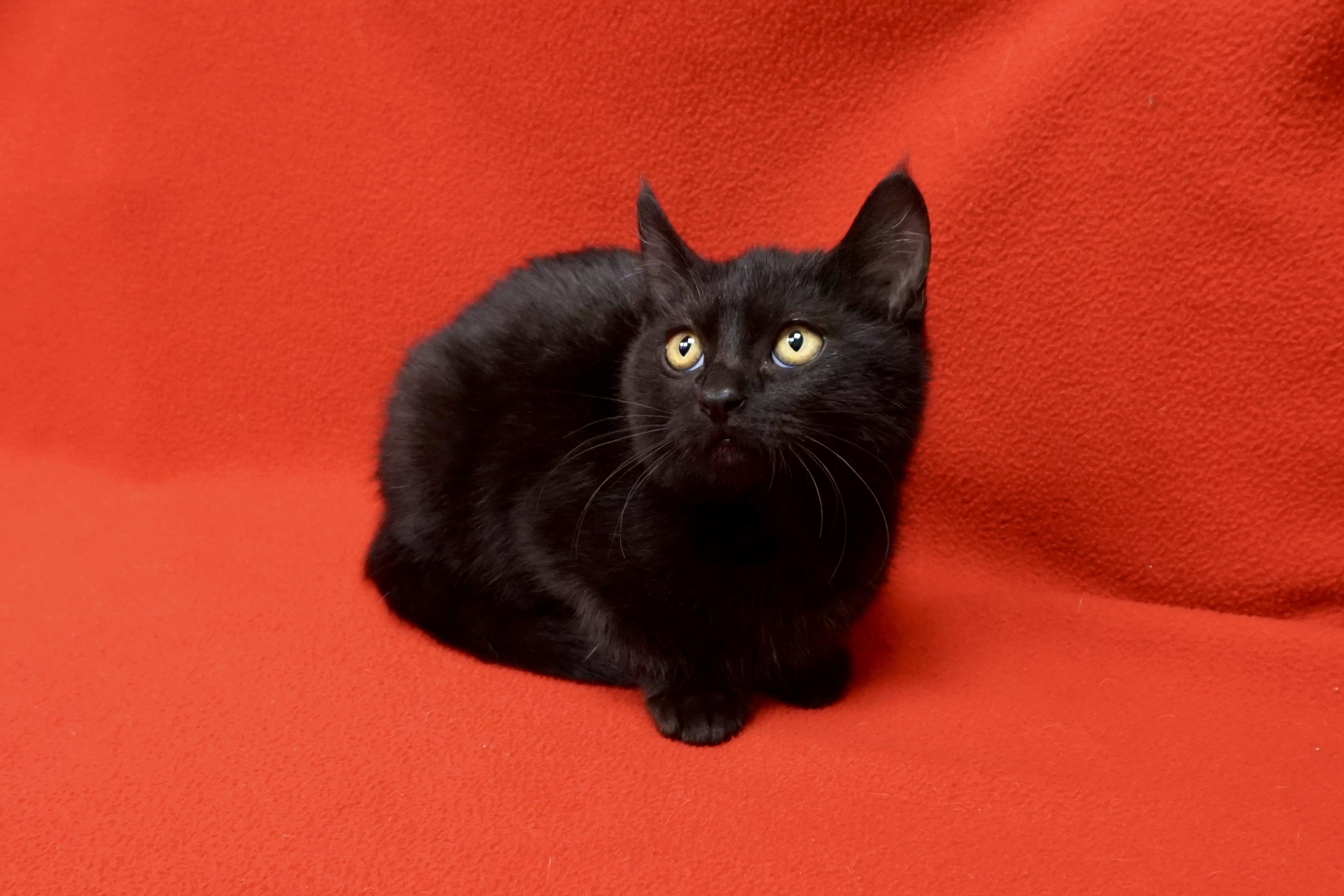 Enlarge Mavis Staples, an adopted Domestic Short Hair in Fountain Hills, AZ image 6/6