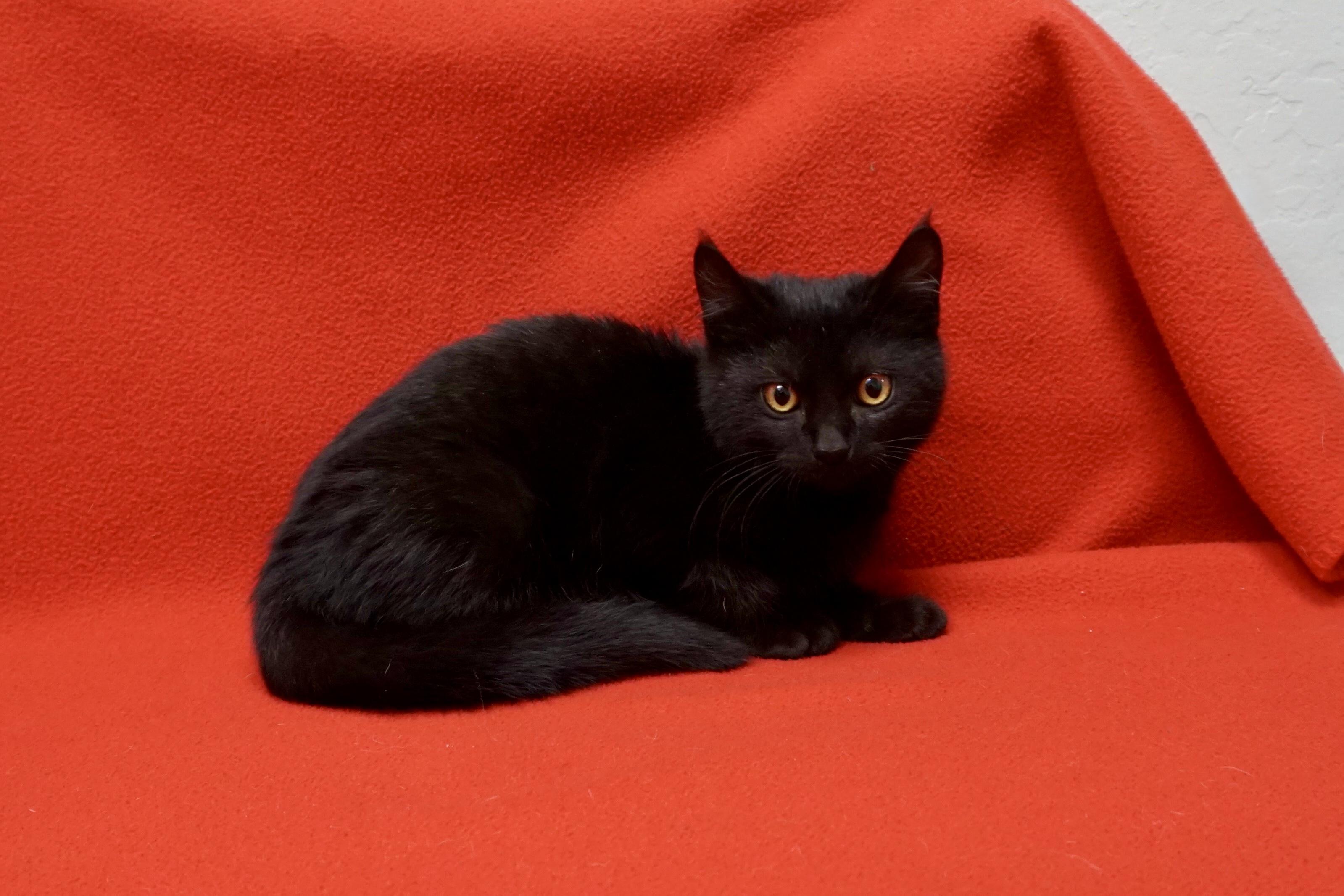 Enlarge Mavis Staples, an adopted Domestic Short Hair in Fountain Hills, AZ image 5/6