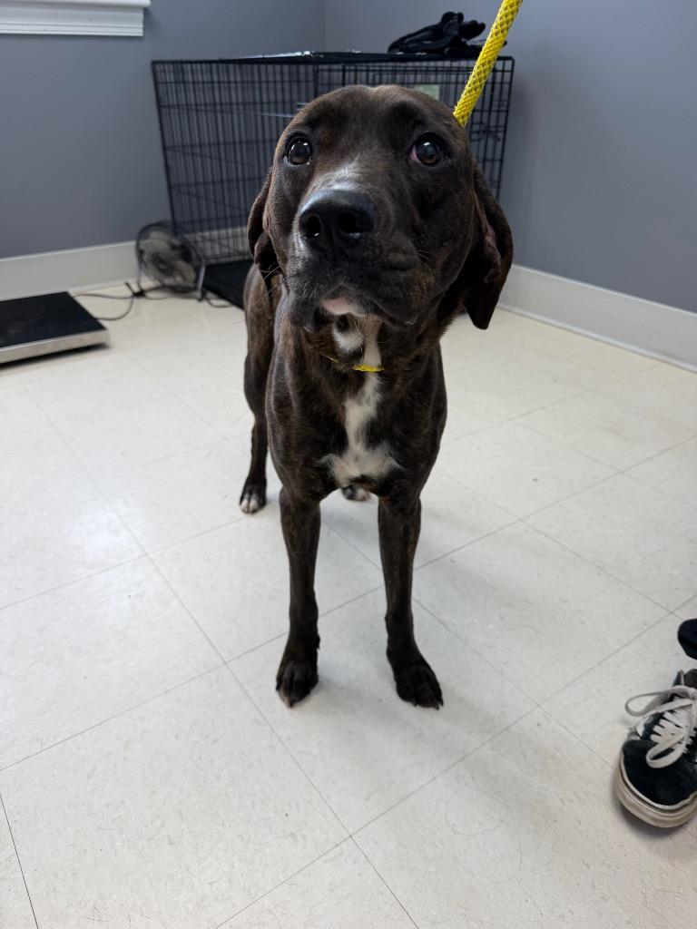 Enlarge Pudding Cup, a Adopted mixed breed in Culpeper, VA image 1/1