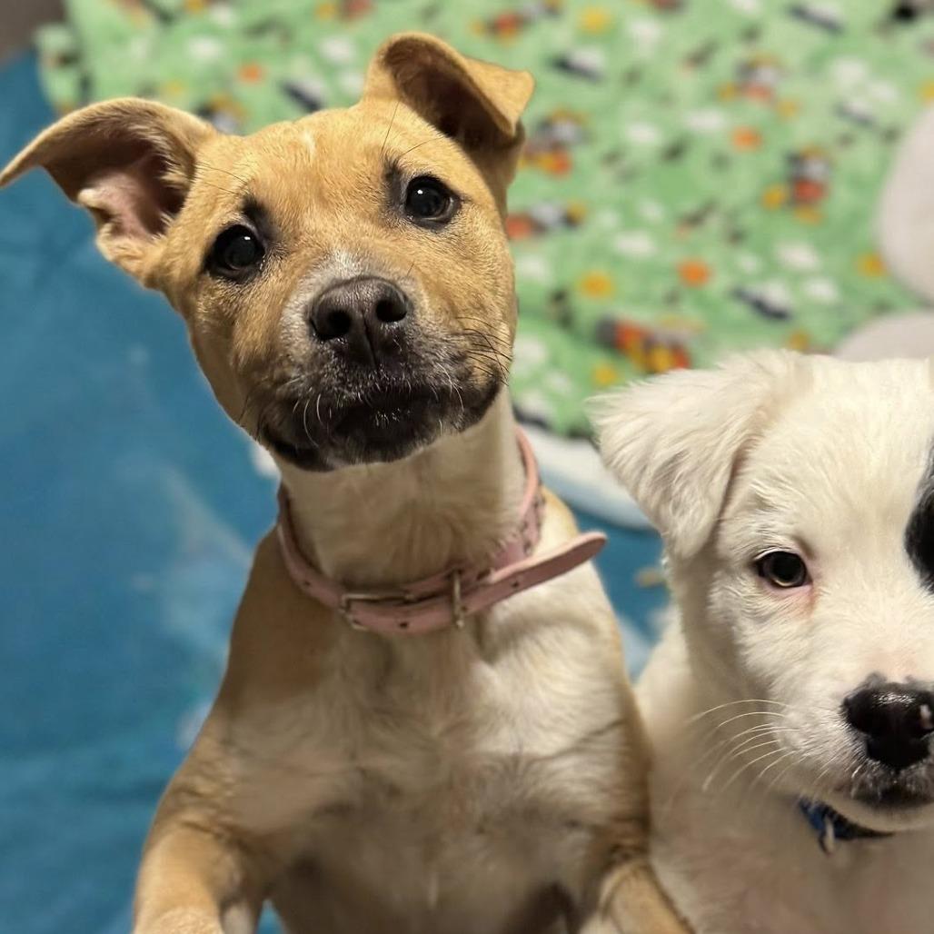 Liliana, Adoptable, Puppy Female Mixed Breed.