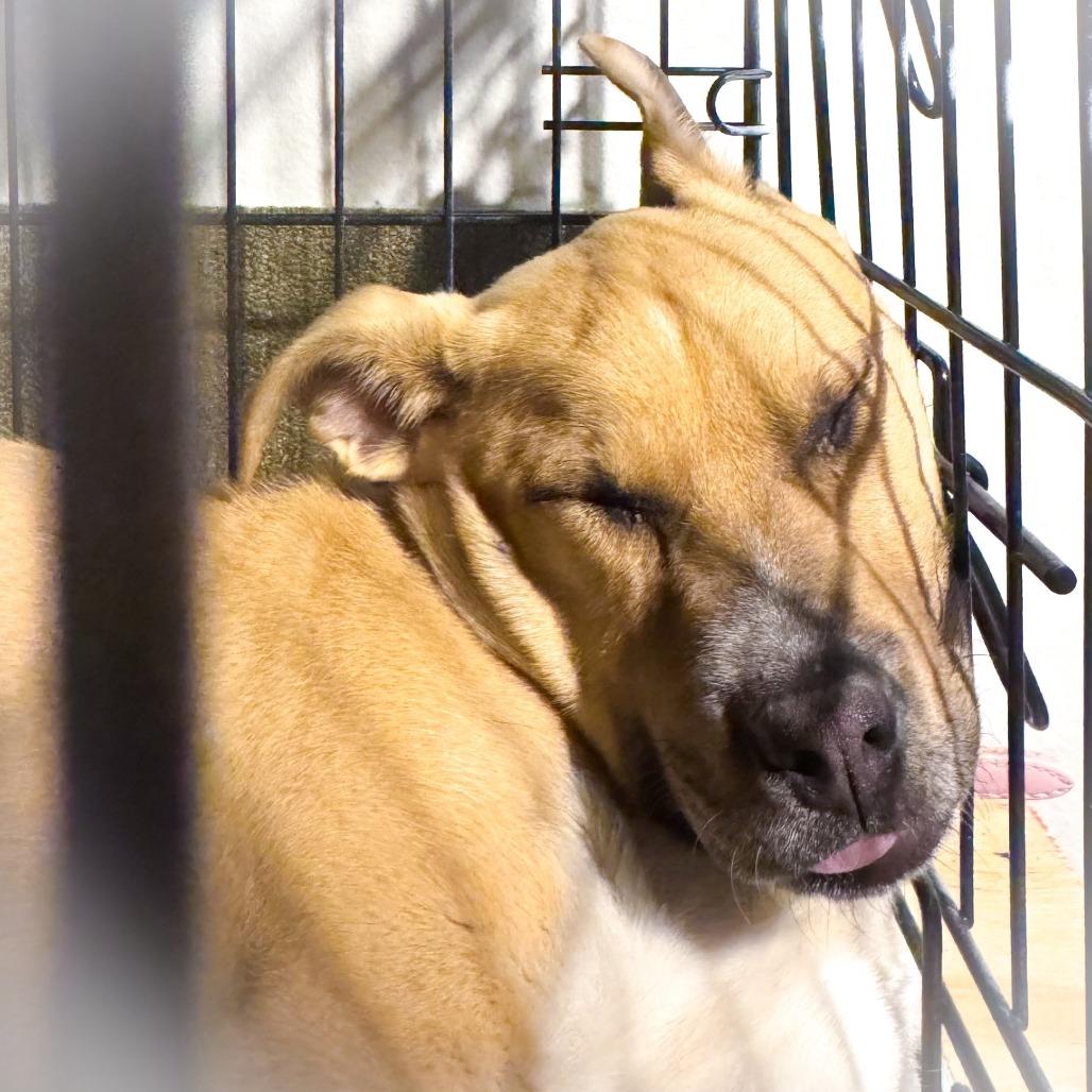 Enlarge Liliana, a Adoptable Mixed Breed in Boone, IA image 2/3