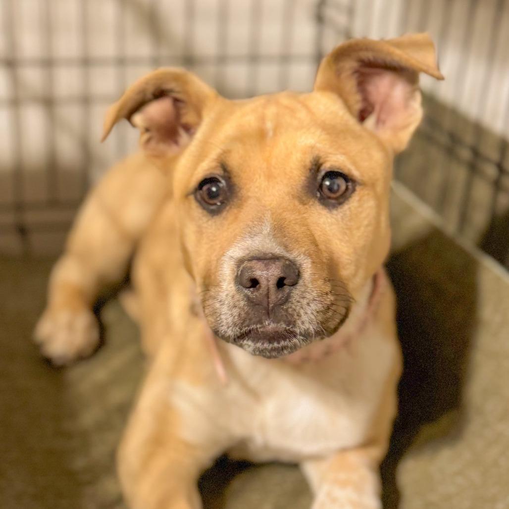 Enlarge Liliana, a Adoptable Mixed Breed in Boone, IA image 3/3