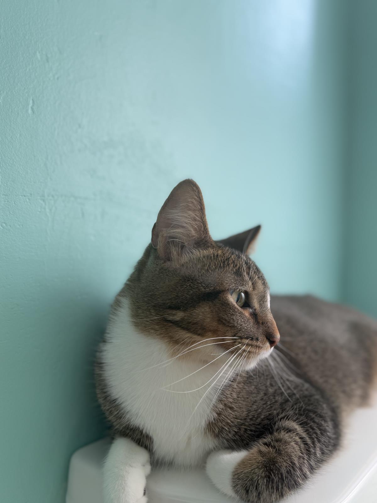Nova Sweeties, Adoptable, Young Female Domestic Short Hair & Tabby.