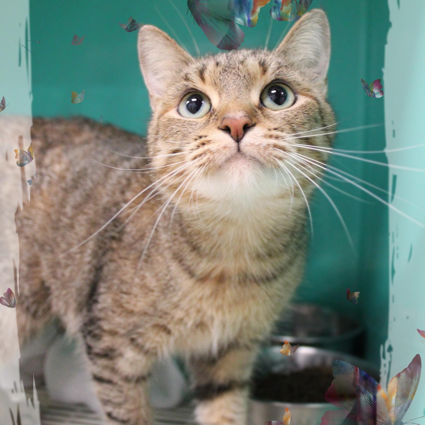 Enlarge Anna, a ADOPTABLE Tabby in Amelia, OH image 1/1