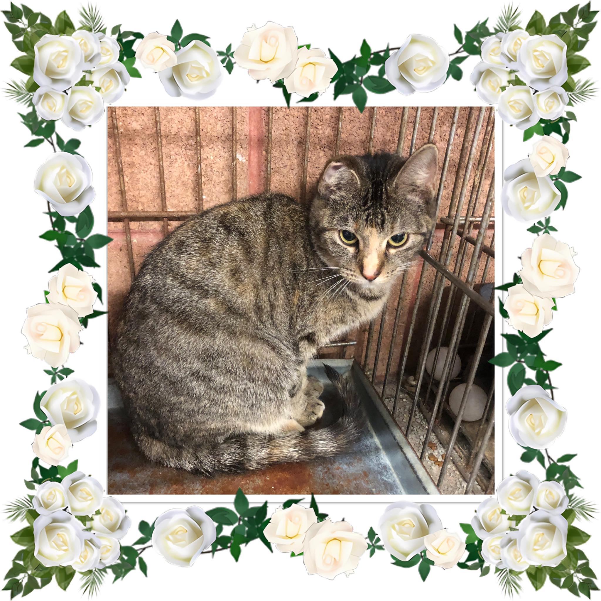 Enlarge MUFFIN, a ADOPTABLE Domestic Short Hair in Buckhannon, WV image 1/1