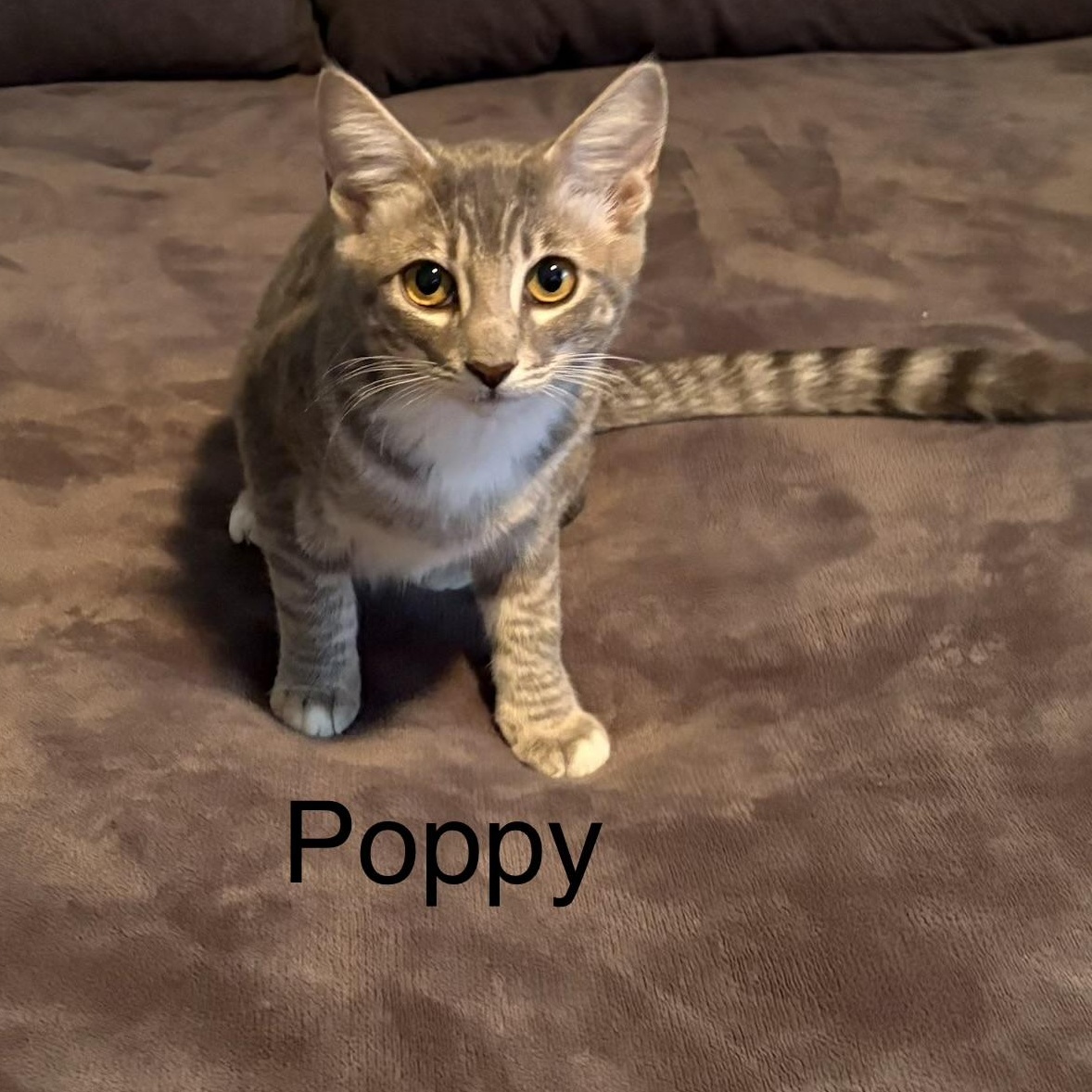 Enlarge Poppy, a Adoptable Domestic Short Hair in Chandler, AZ image 2/2