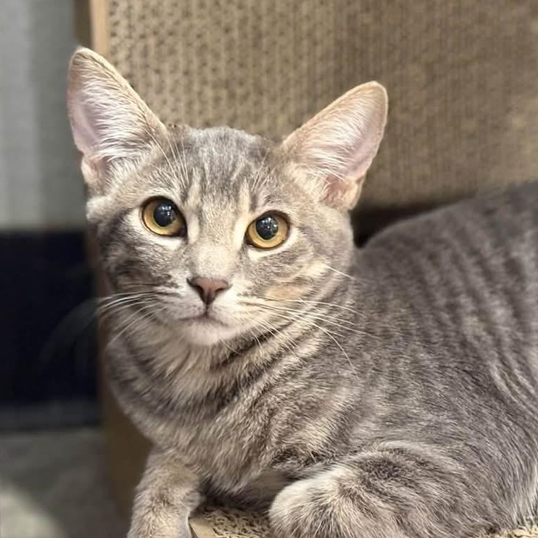 Poppy, Adoptable, Kitten Female Domestic Short Hair.