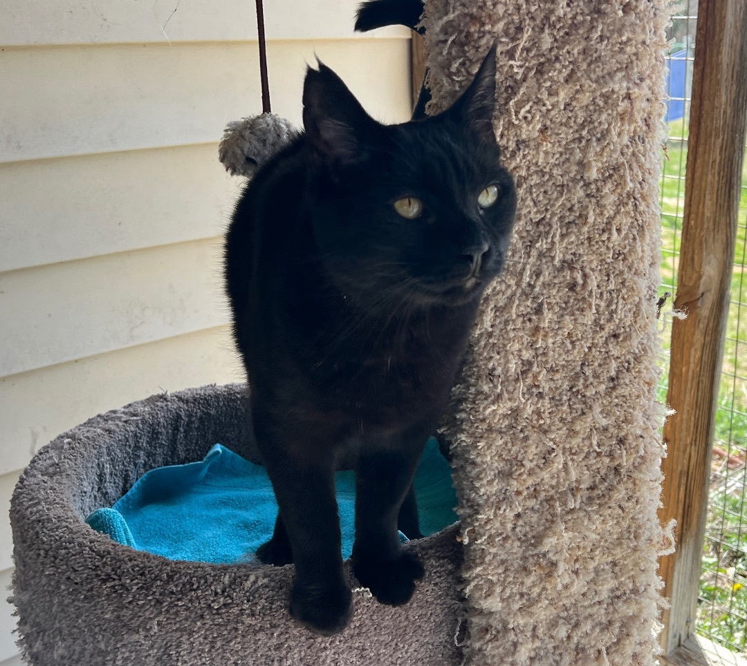 Binx — thumbnail 2