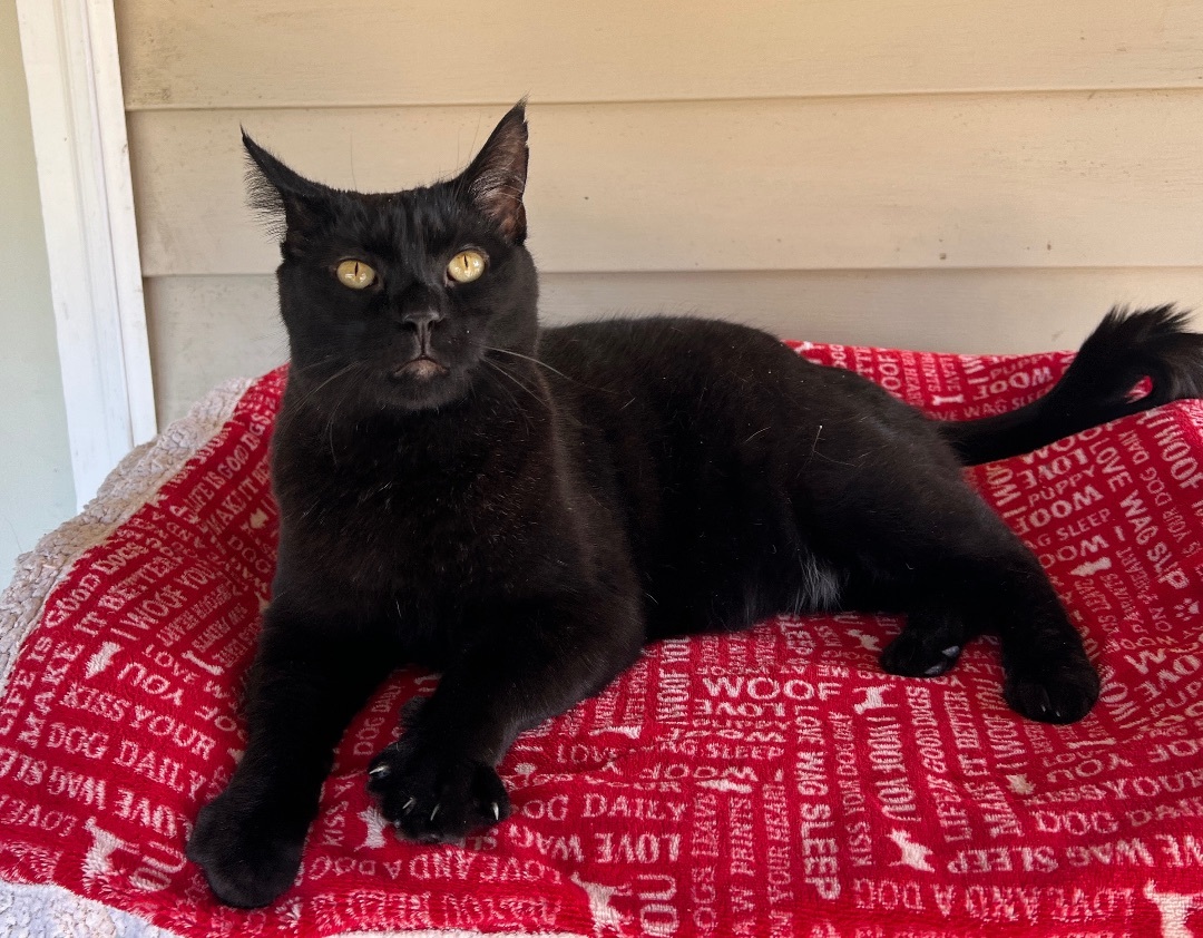 Binx — thumbnail 3