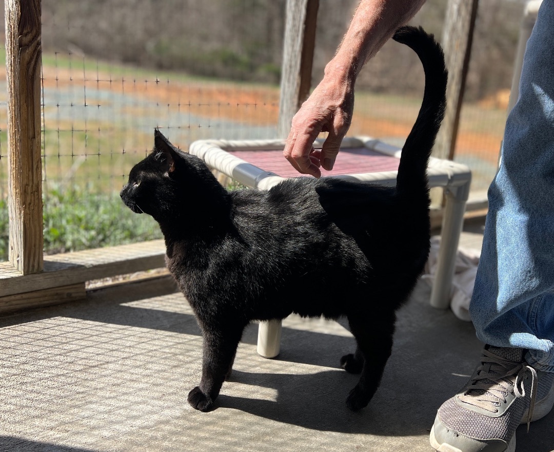 Binx — thumbnail 6