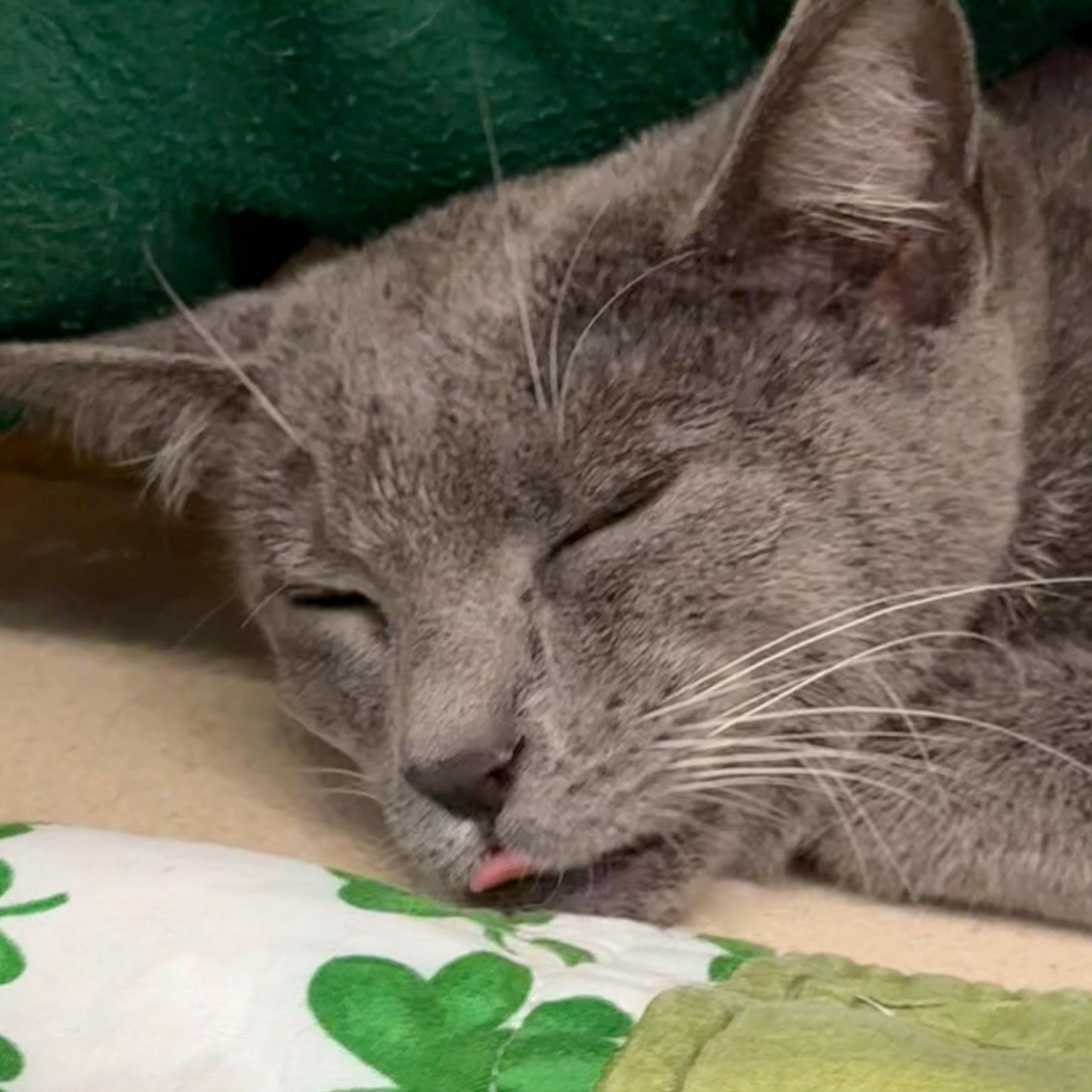 Enlarge Flavia, a Adoptable Domestic Short Hair in Naples, FL image 2/4