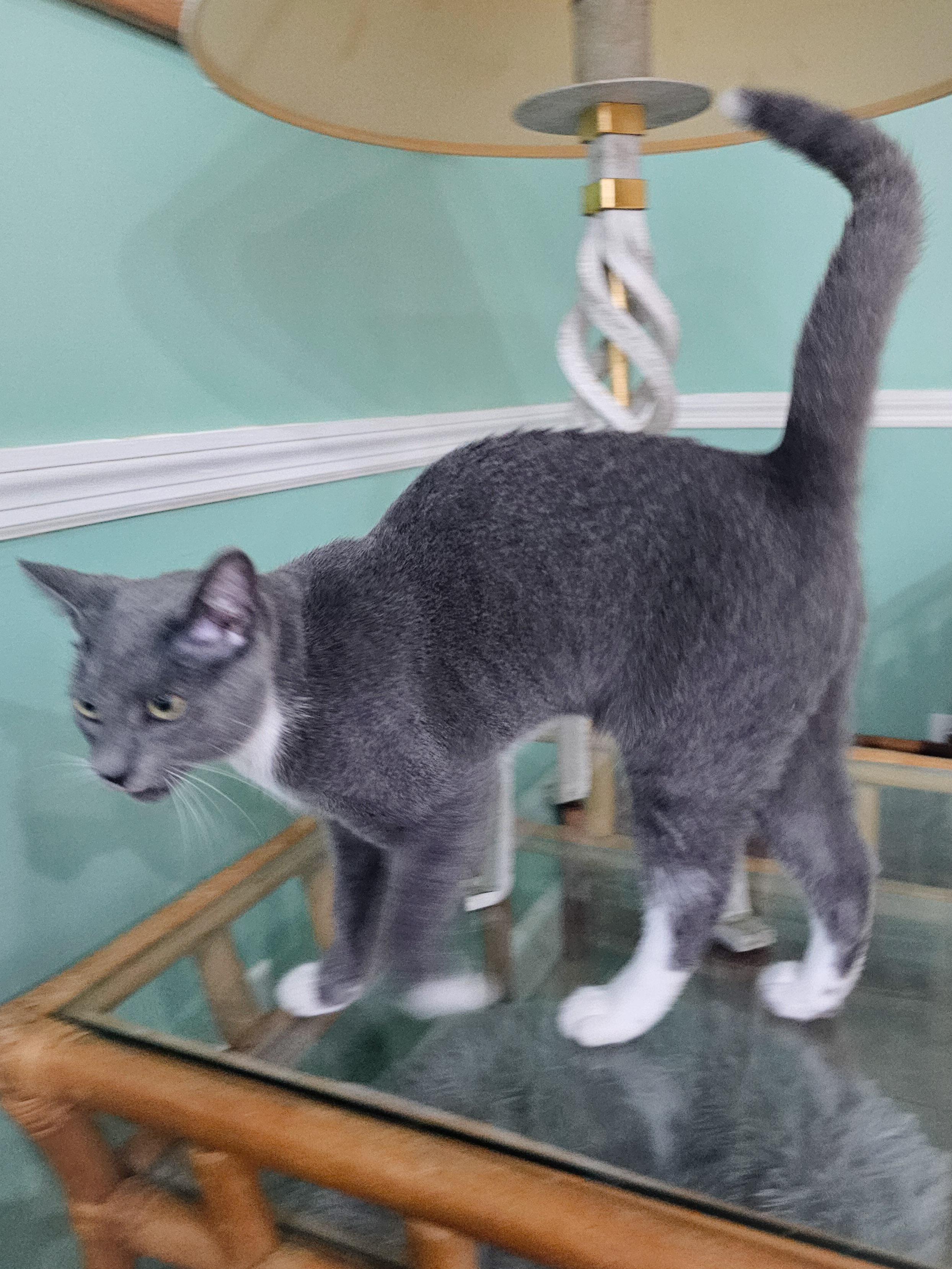 Enlarge Flavia, a Adoptable Domestic Short Hair in Naples, FL image 6/6