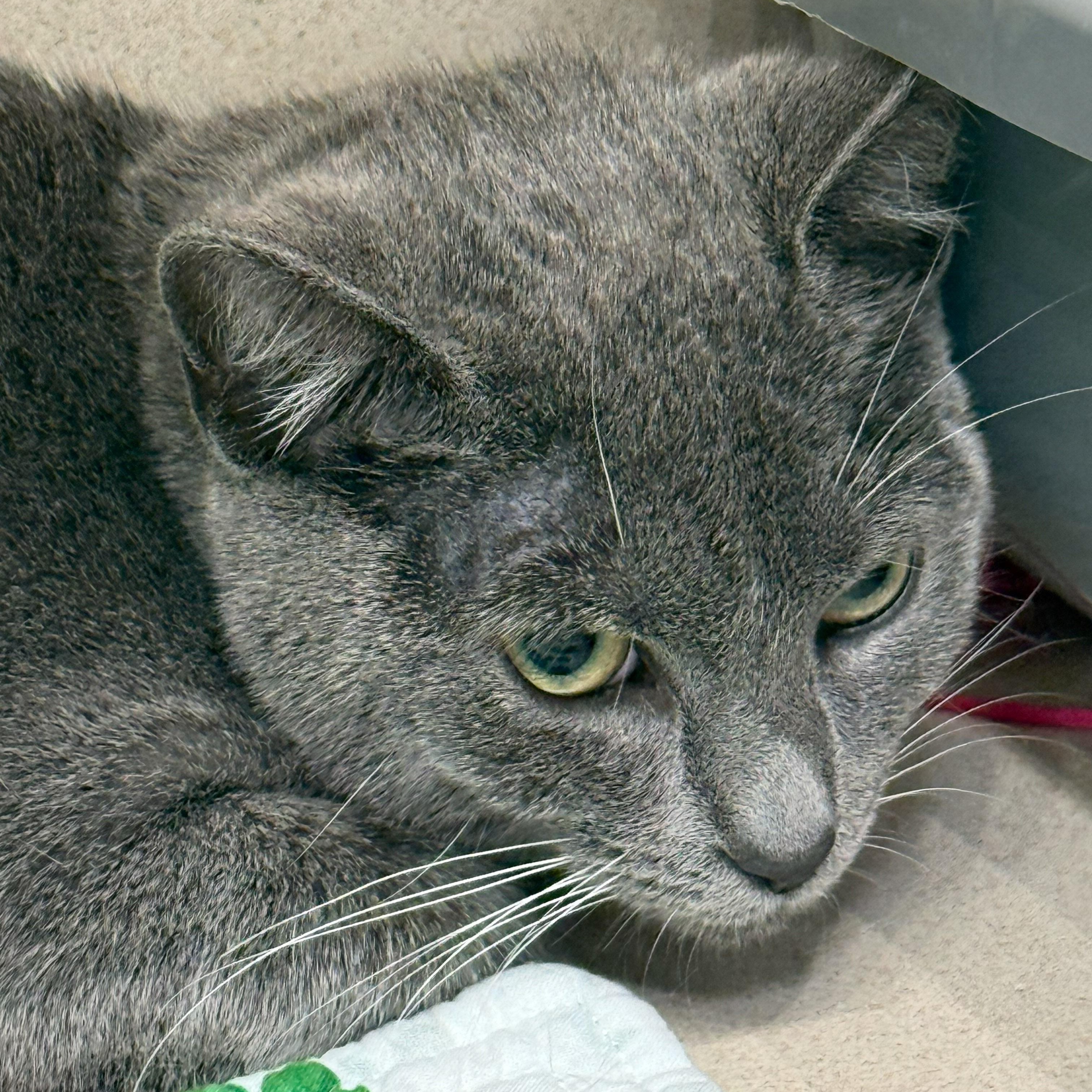 Enlarge Flavia, a Adoptable Domestic Short Hair in Naples, FL image 3/4