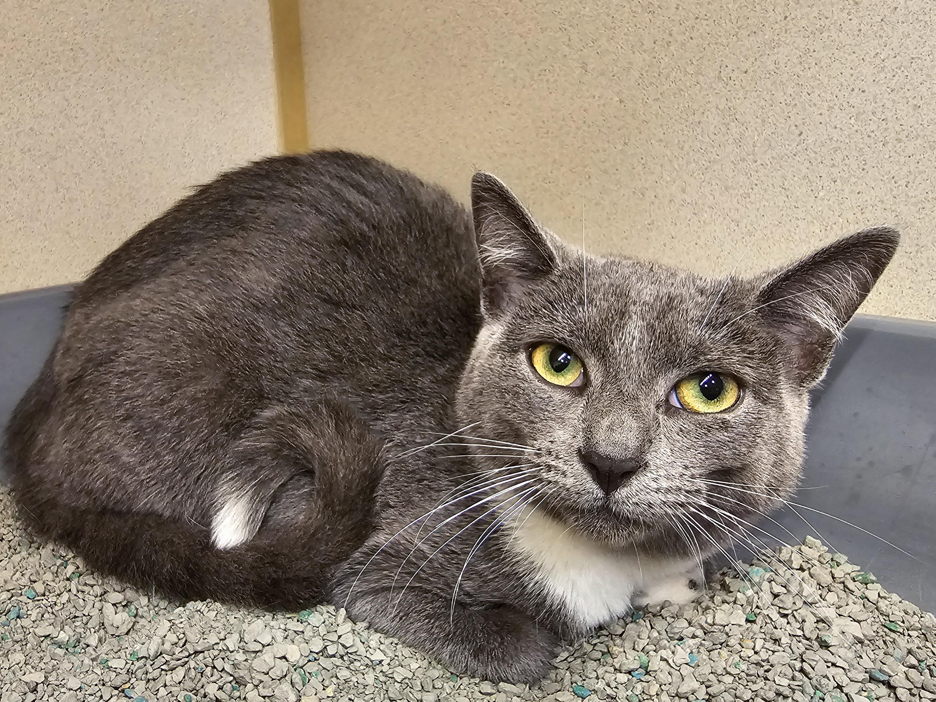 Enlarge Flavia, a Adoptable Domestic Short Hair in Naples, FL image 2/6