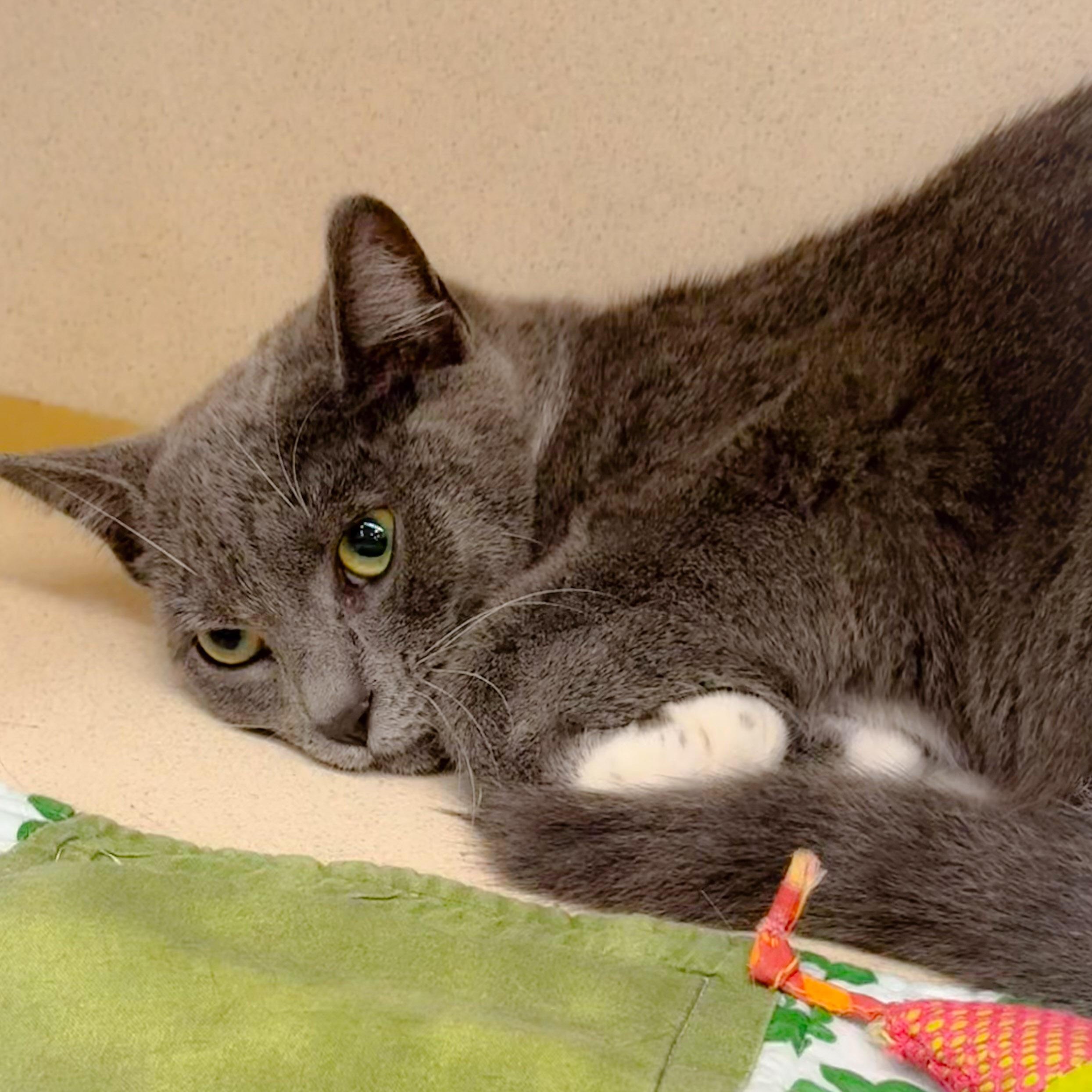 Flavia, Adoptable, Young Female Domestic Short Hair.