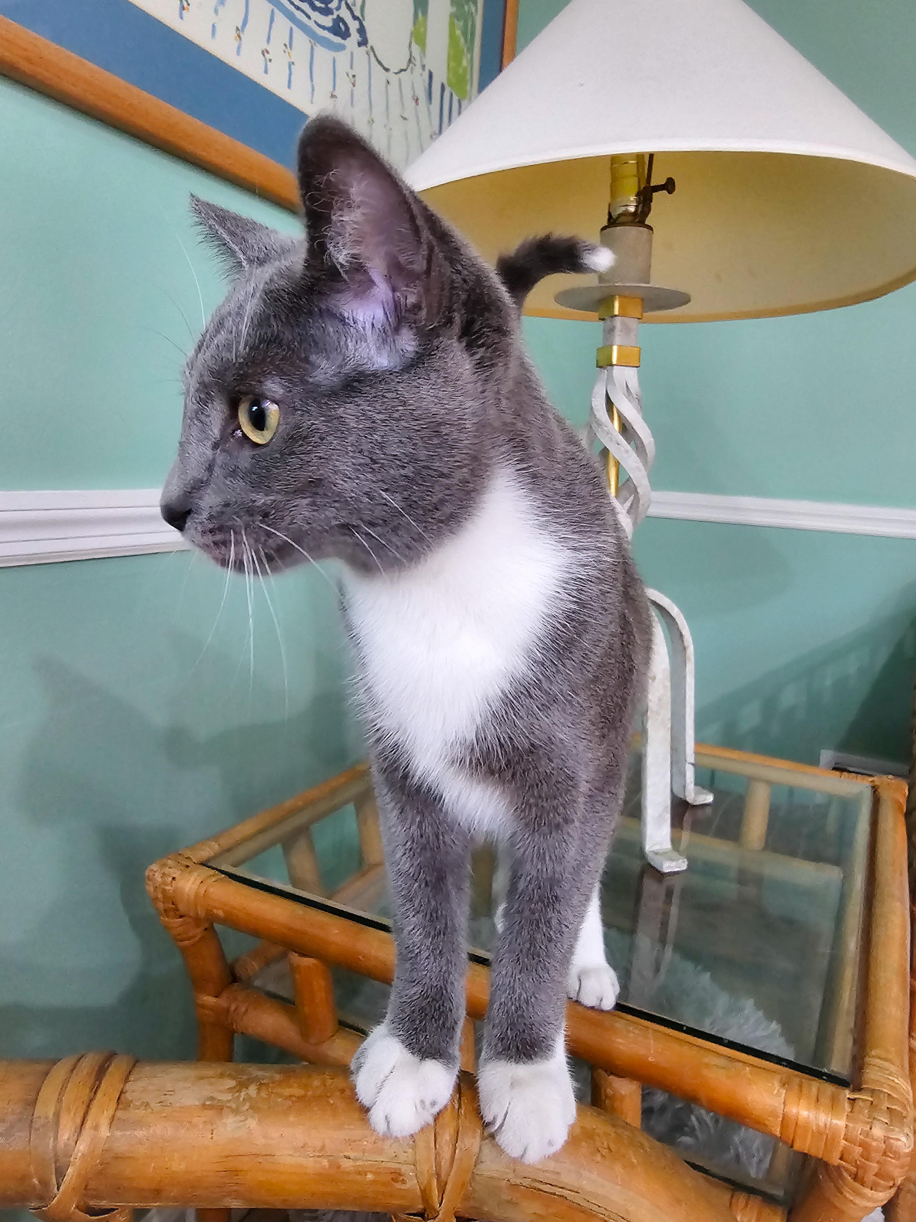 Enlarge Flavia, a Adoptable Domestic Short Hair in Naples, FL image 1/6