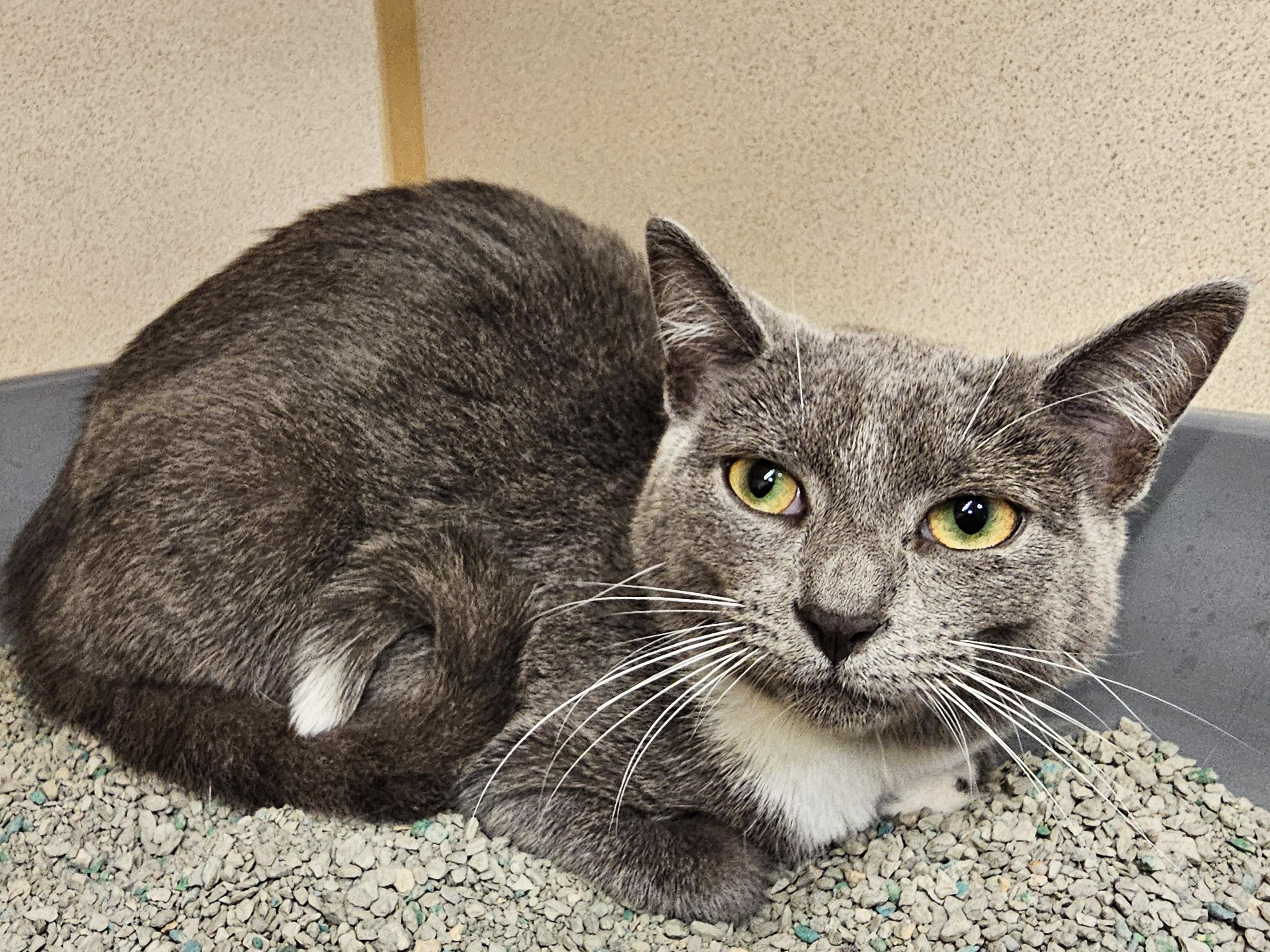 Enlarge Flavia, a Adoptable Domestic Short Hair in Naples, FL image 6/6