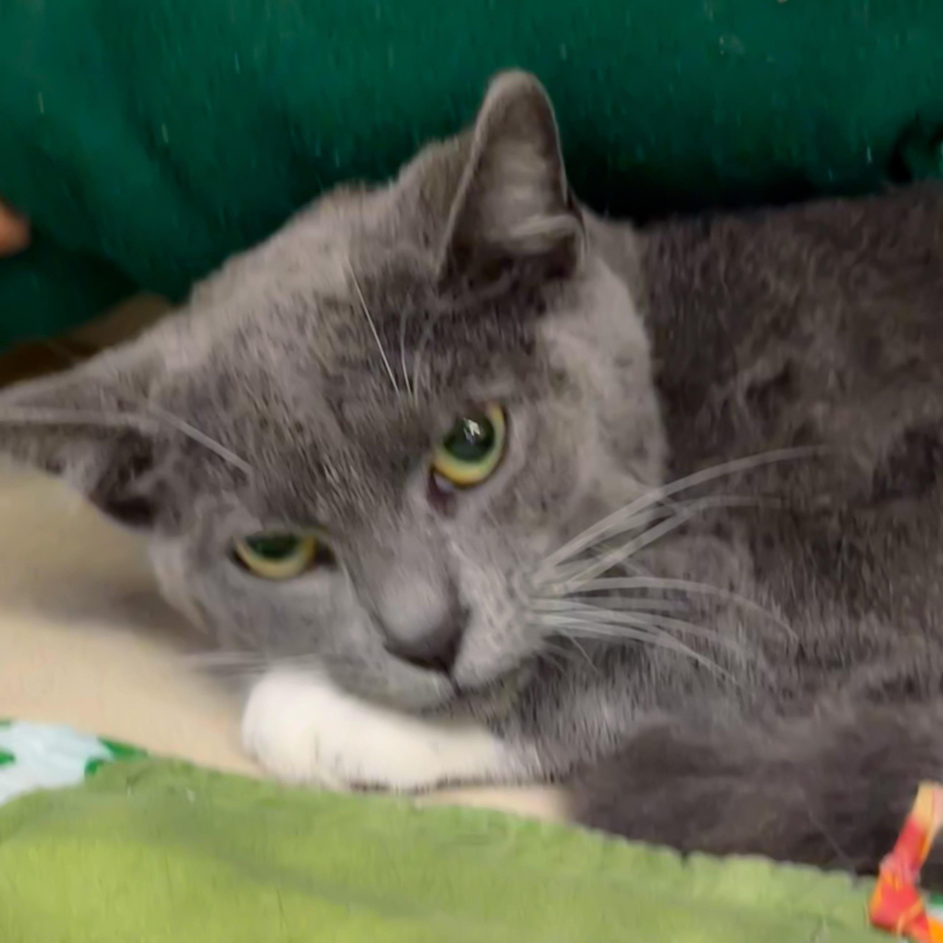 Enlarge Flavia, a Adoptable Domestic Short Hair in Naples, FL image 4/4