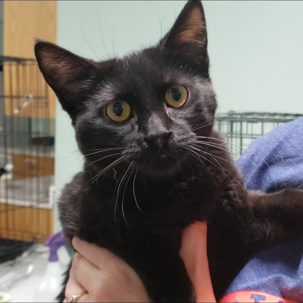 Enlarge Jojo, a Adoptable Domestic Medium Hair in Mondovi, WI image 1/5