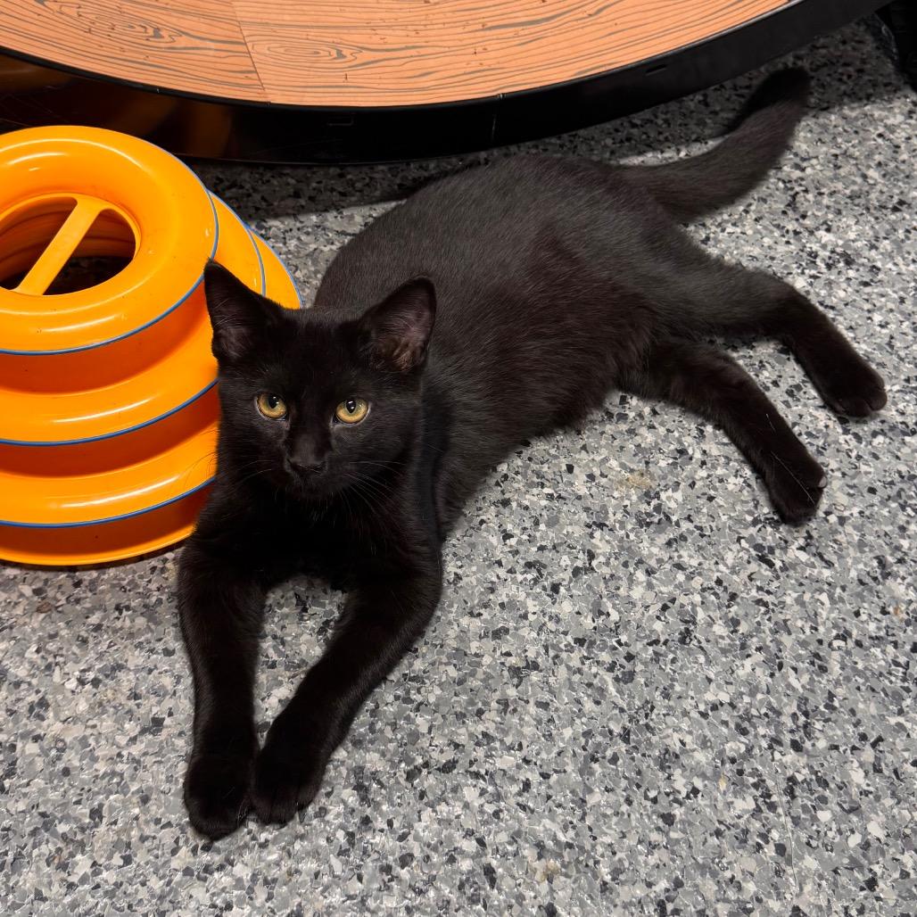 Enlarge Jojo, a Adoptable Domestic Medium Hair in Mondovi, WI image 2/5