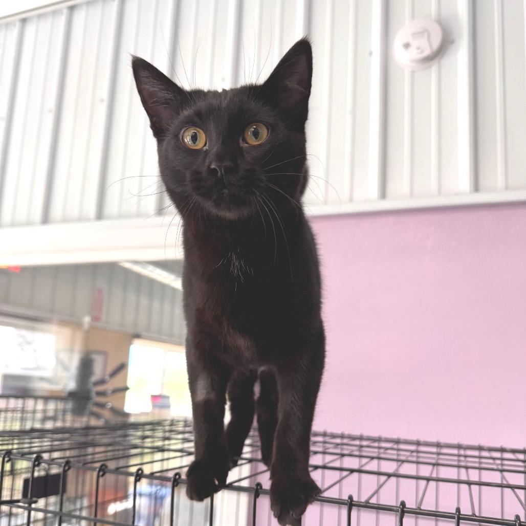 Enlarge Jojo, a Adoptable Domestic Medium Hair in Mondovi, WI image 4/5