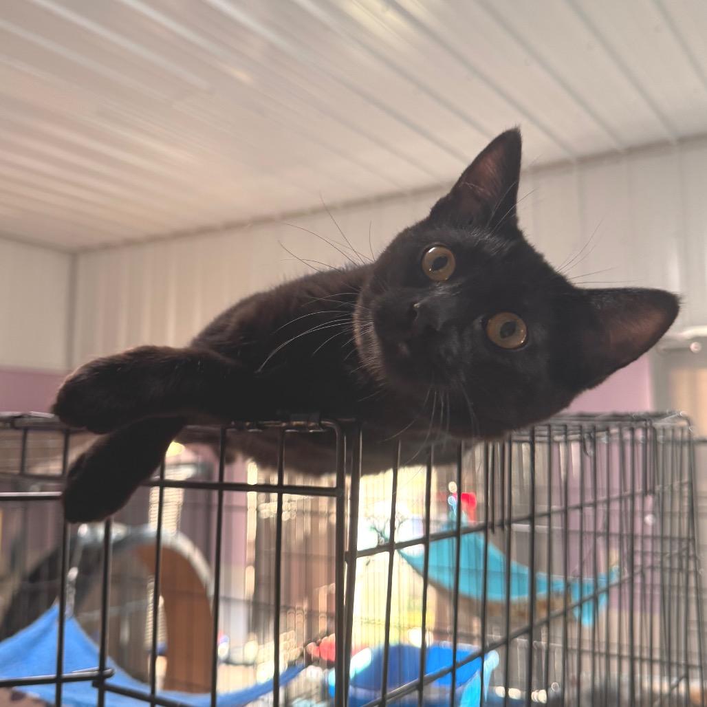 Enlarge Jojo, a Adoptable Domestic Medium Hair in Mondovi, WI image 5/5