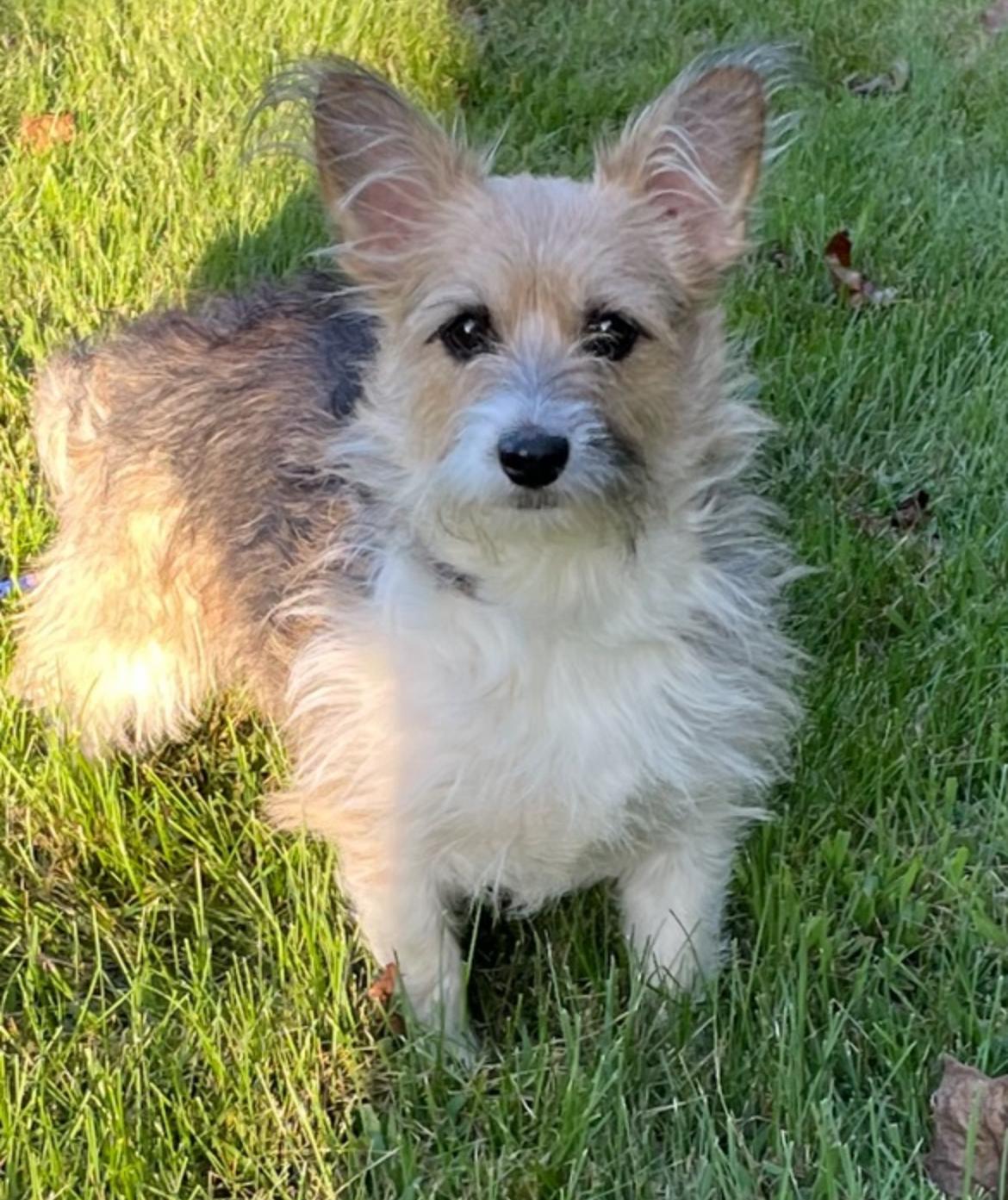 Connecticut humane society in quaker hill ct