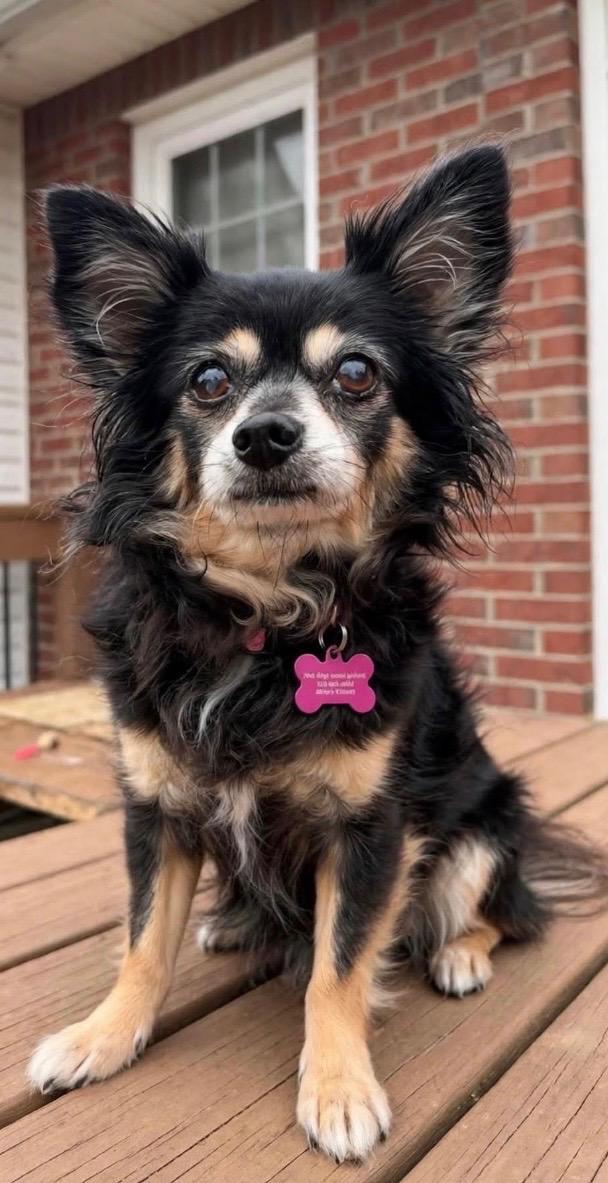 Shoog, Adopted, Senior Female Papillon & Chihuahua.